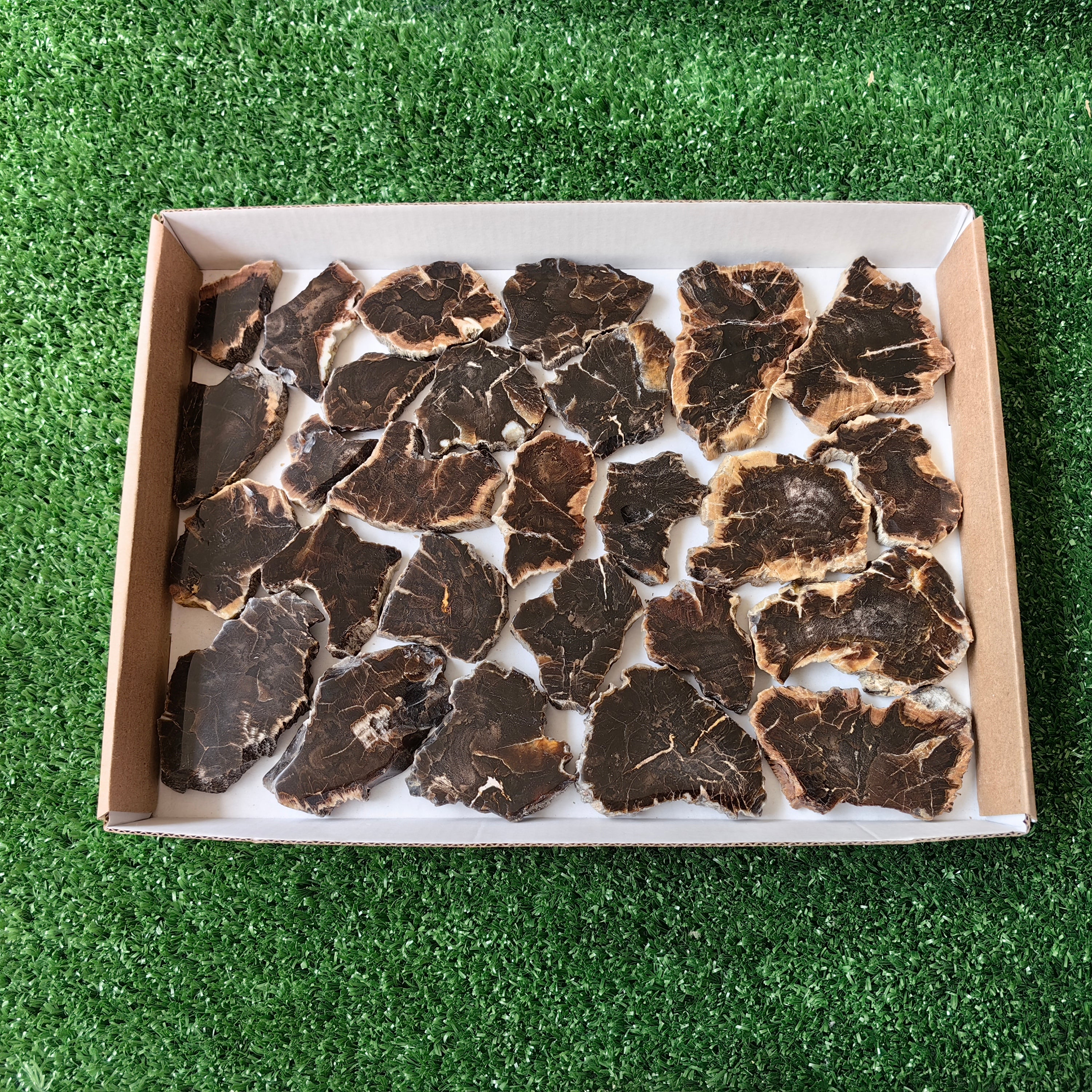 Lot 27 pcs Agatized Fossilized Wood Slices*