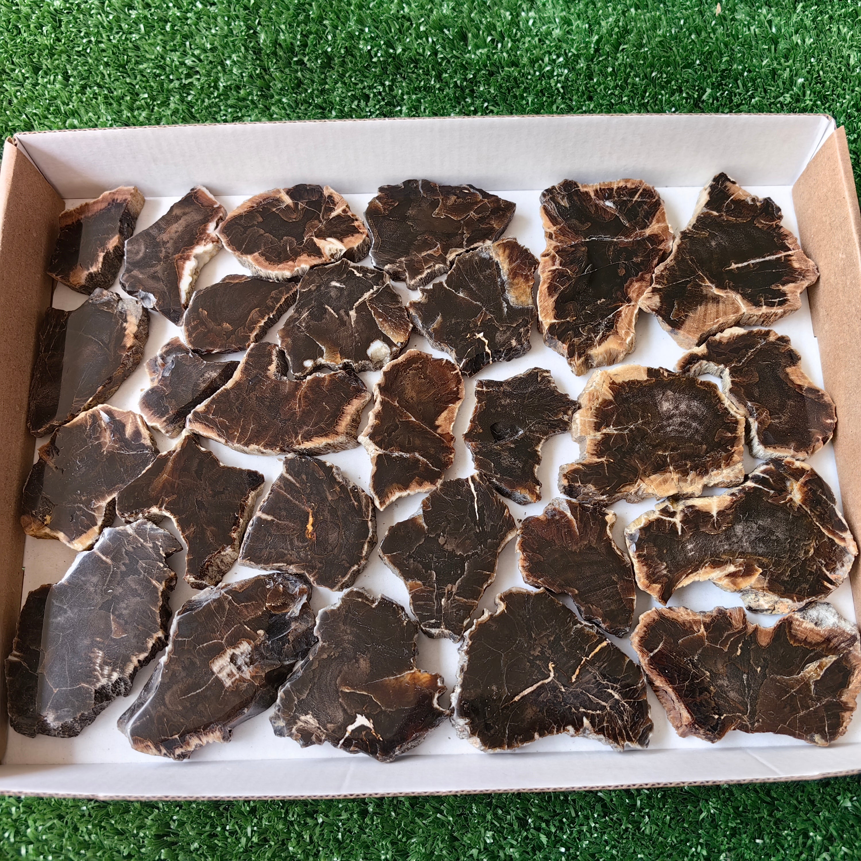 Lot 27 pcs Agatized Fossilized Wood Slices*