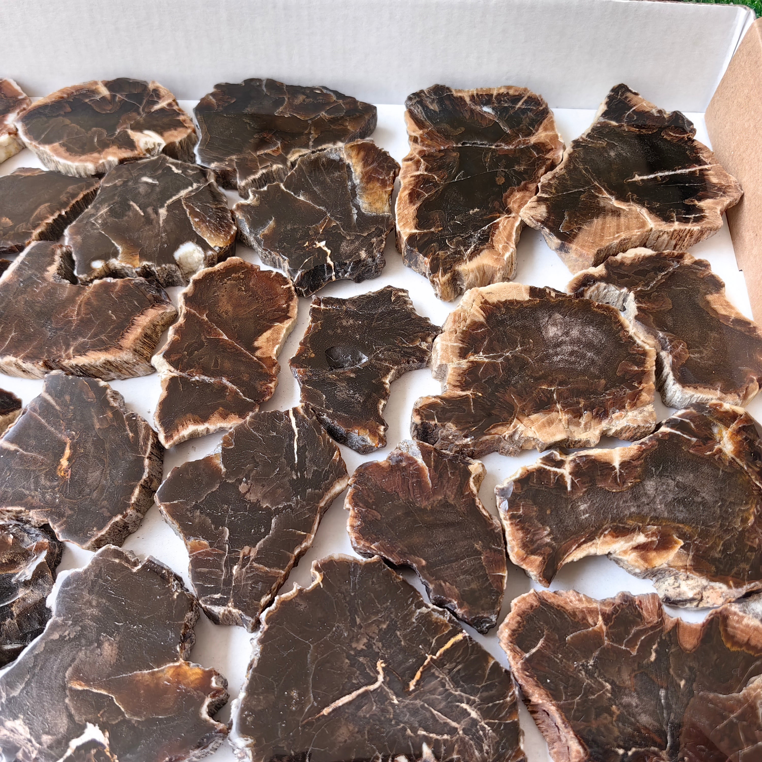 Lot 27 pcs Agatized Fossilized Wood Slices*