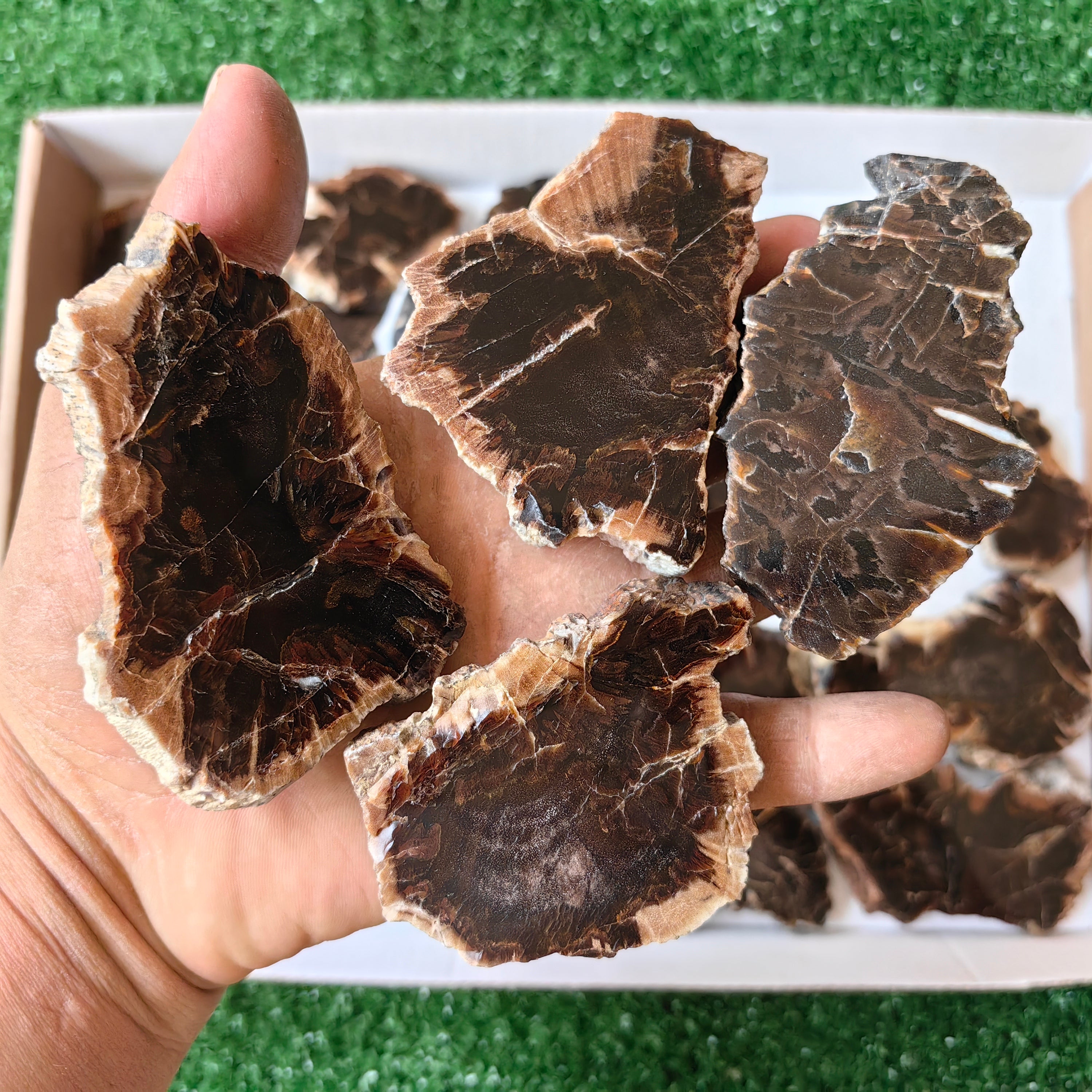 Lot 27 pcs Agatized Fossilized Wood Slices*