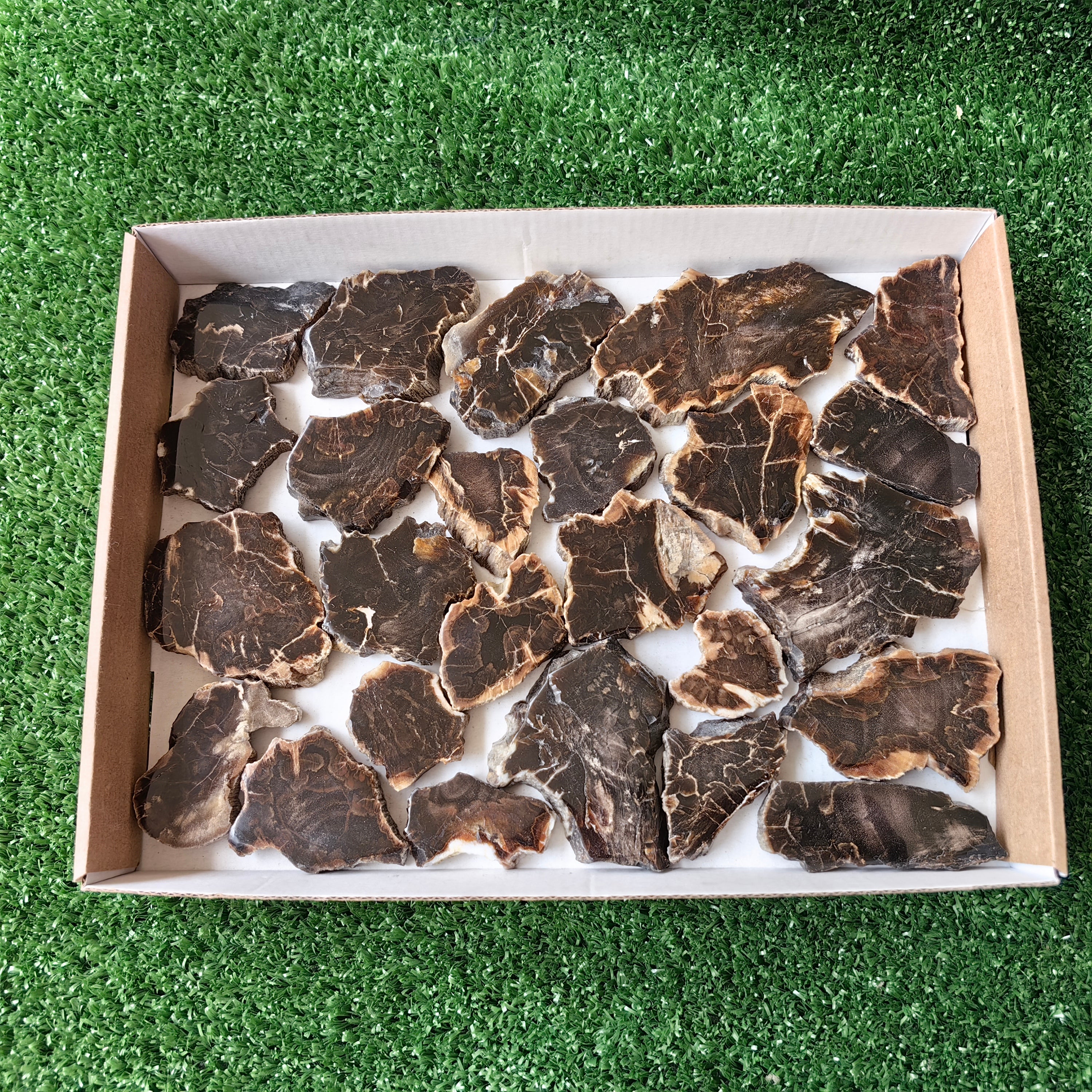 Lot 25 pcs Agatized Fossilized Wood Slices*