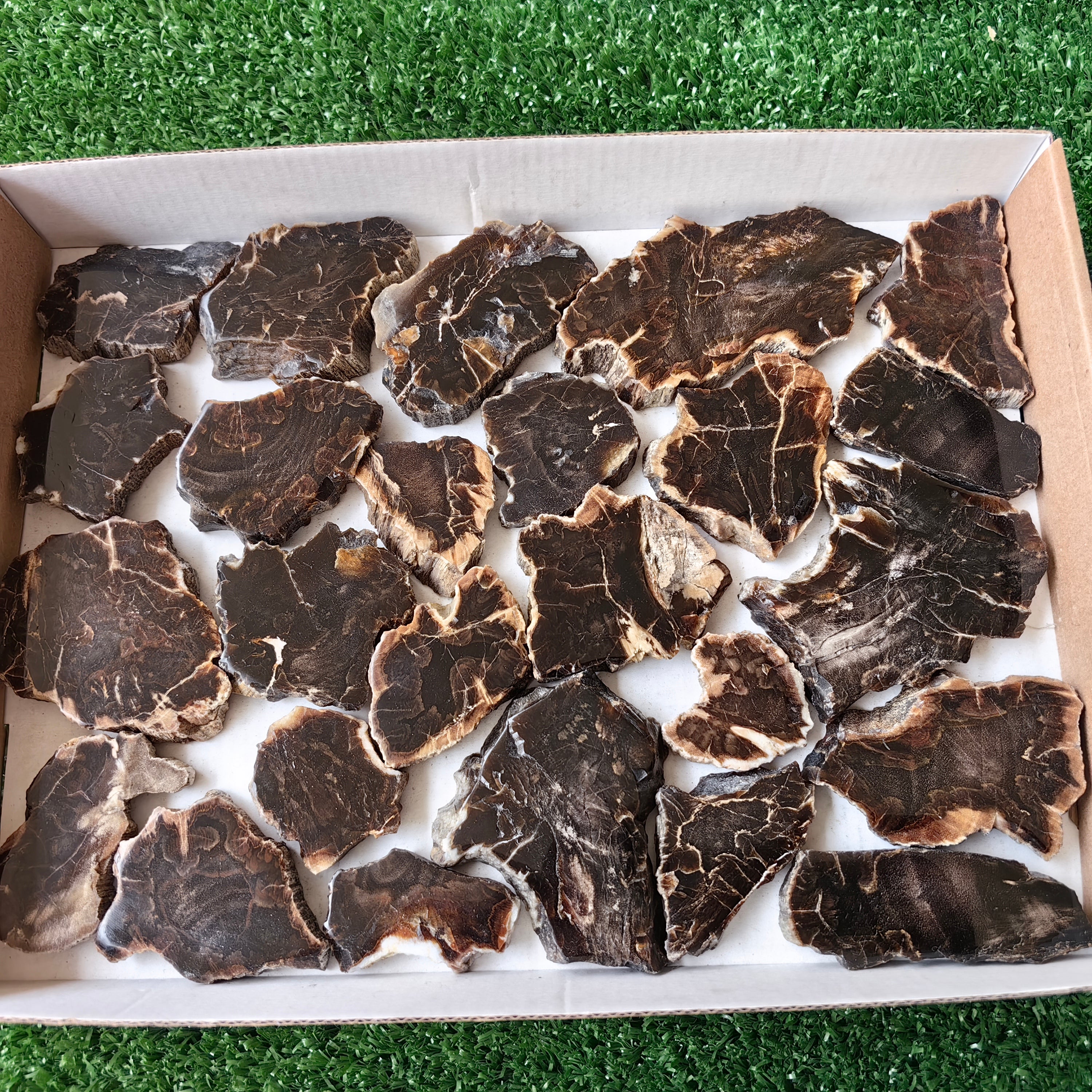 Lot 25 pcs Agatized Fossilized Wood Slices*