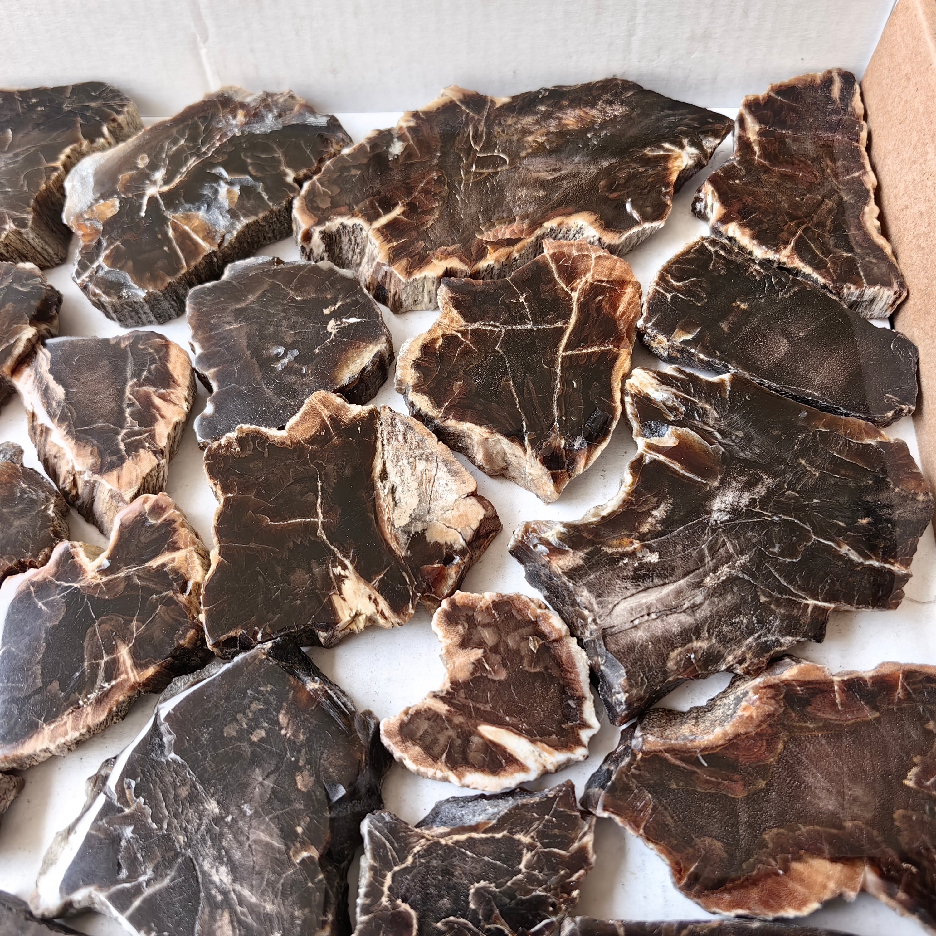 Lot 25 pcs Agatized Fossilized Wood Slices*