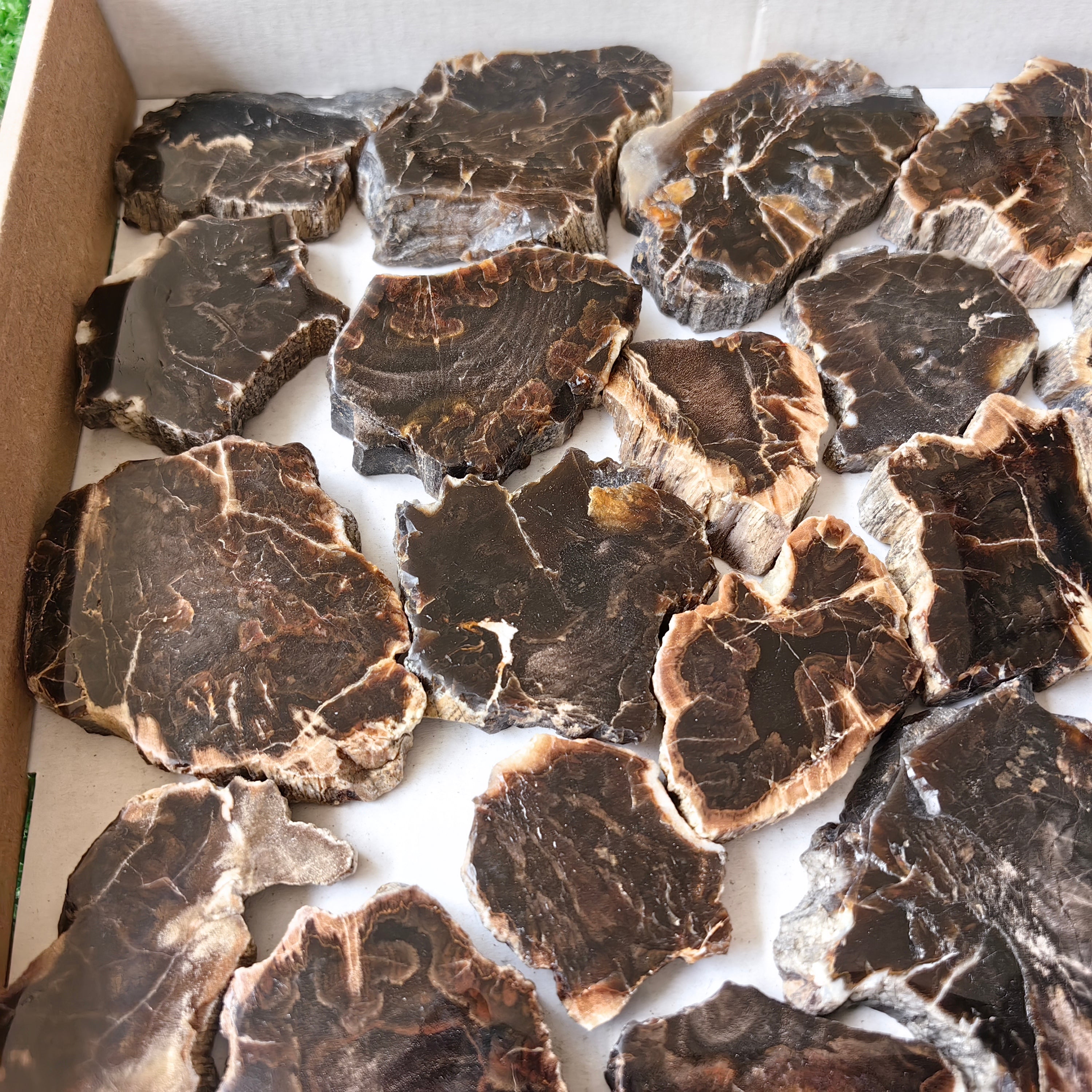 Lot 25 pcs Agatized Fossilized Wood Slices*