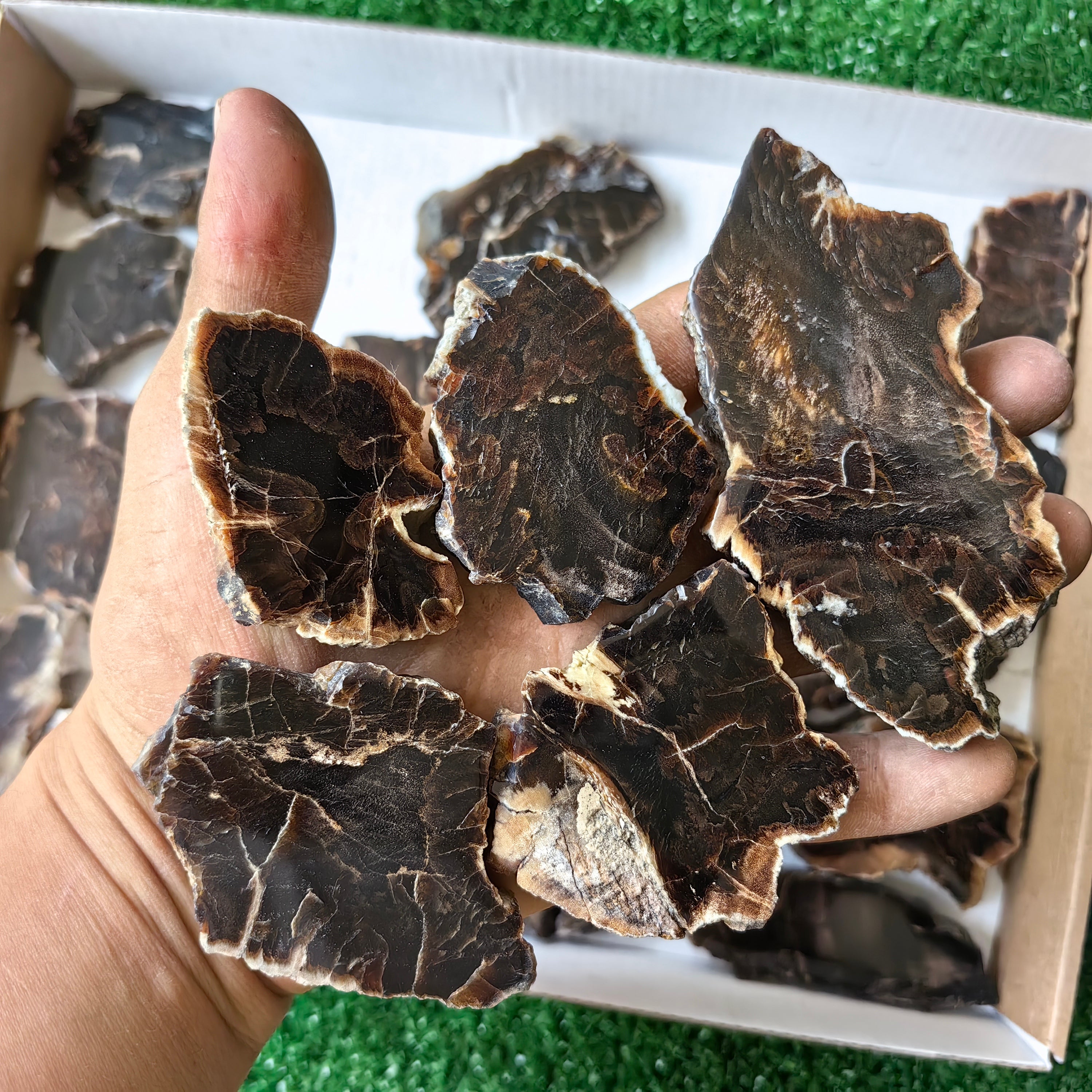 Lot 25 pcs Agatized Fossilized Wood Slices*