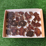 Lot 20 pcs Agatized Fossilized Wood Slices