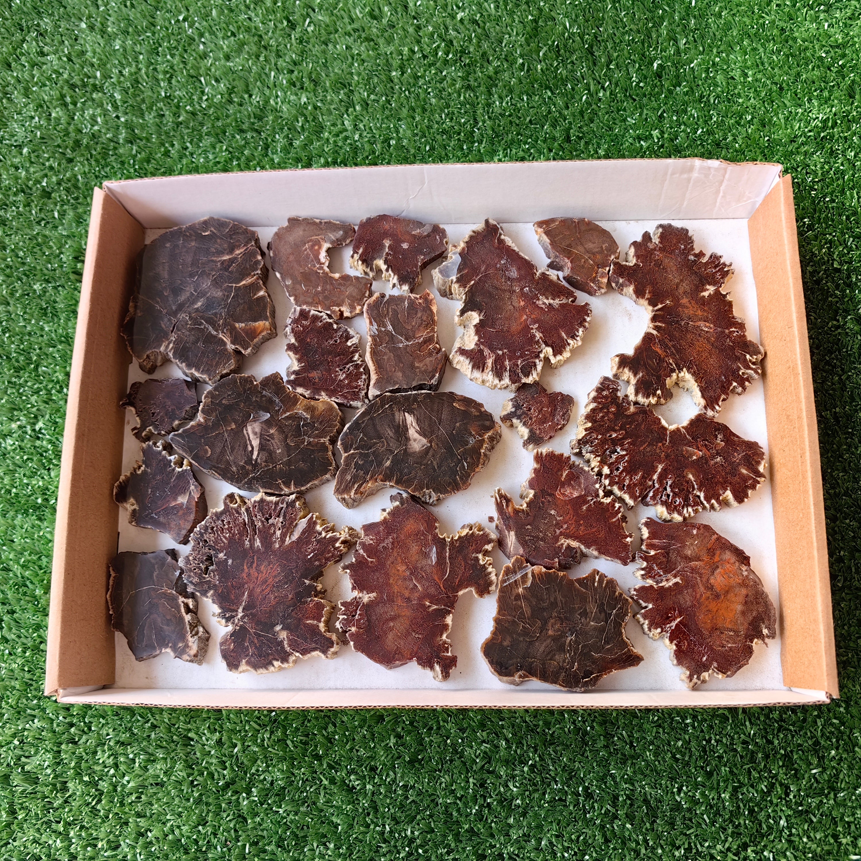 Lot 20 pcs Agatized Fossilized Wood Slices