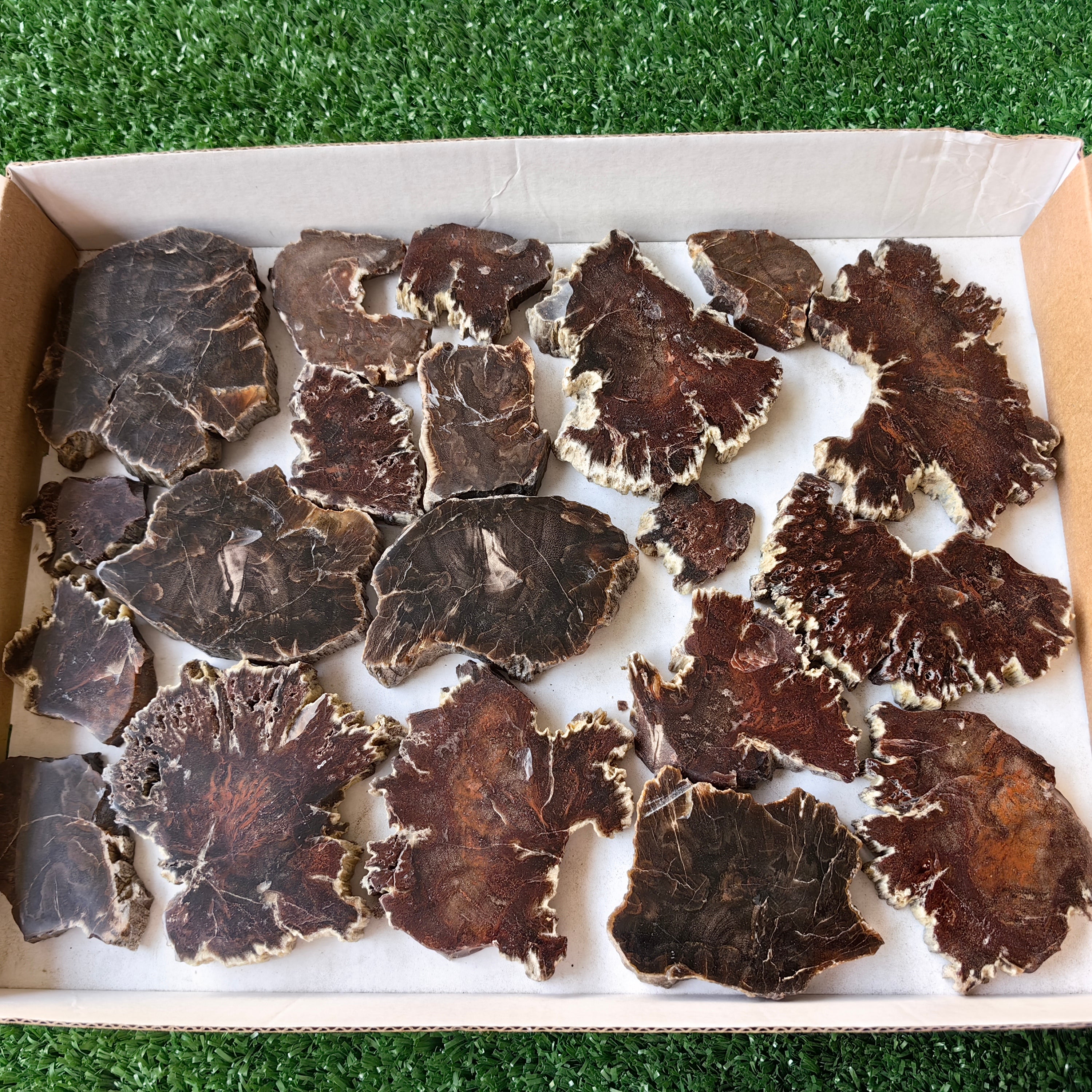 Lot 20 pcs Agatized Fossilized Wood Slices