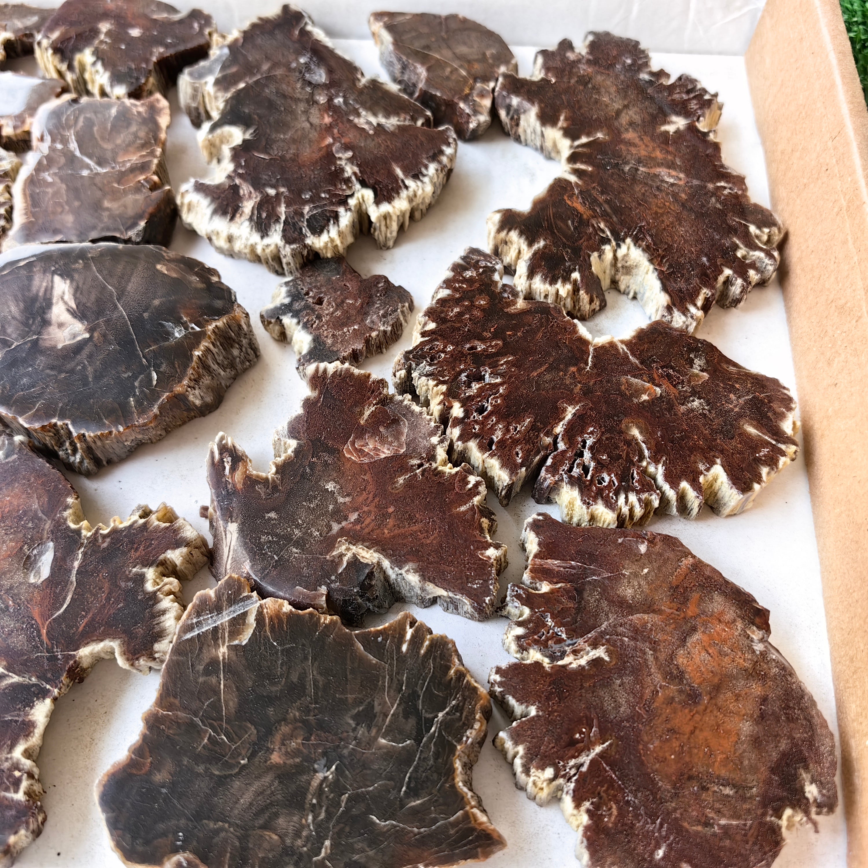 Lot 20 pcs Agatized Fossilized Wood Slices