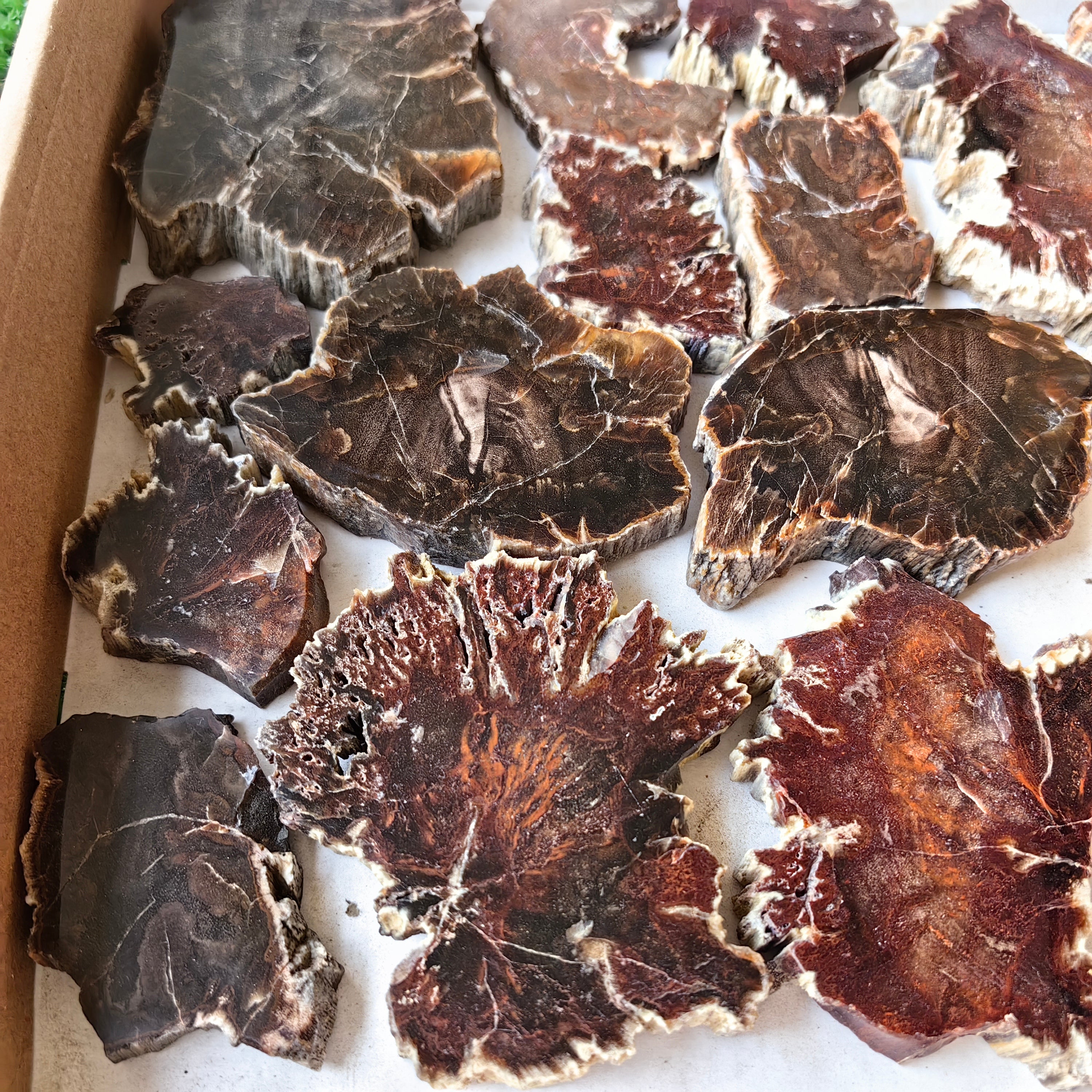Lot 20 pcs Agatized Fossilized Wood Slices