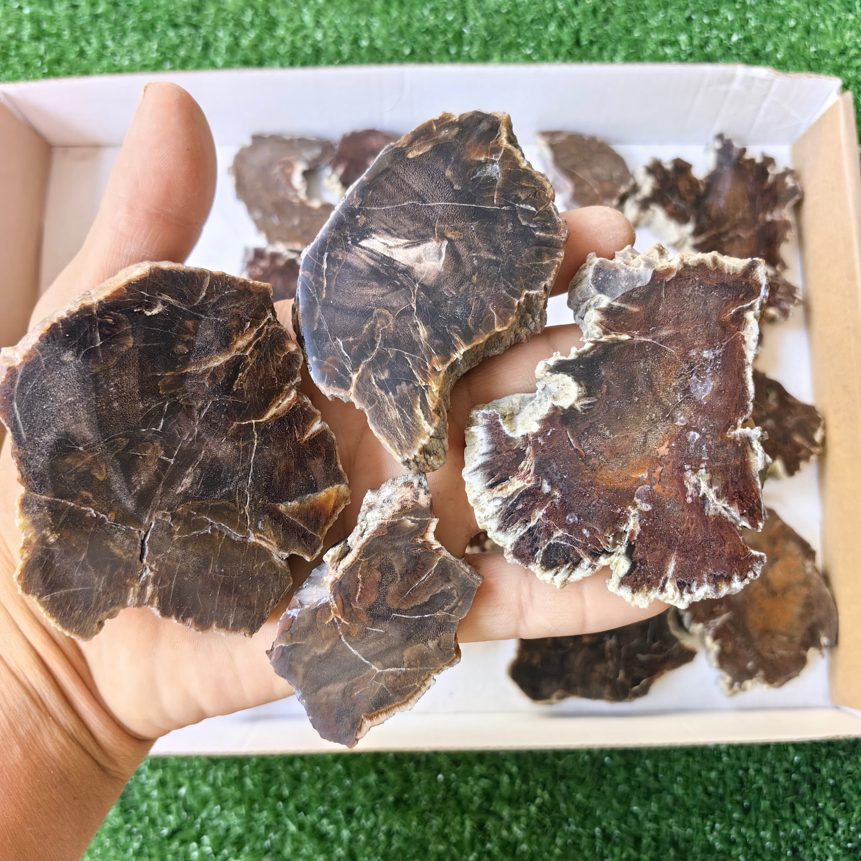 Lot 20 pcs Agatized Fossilized Wood Slices