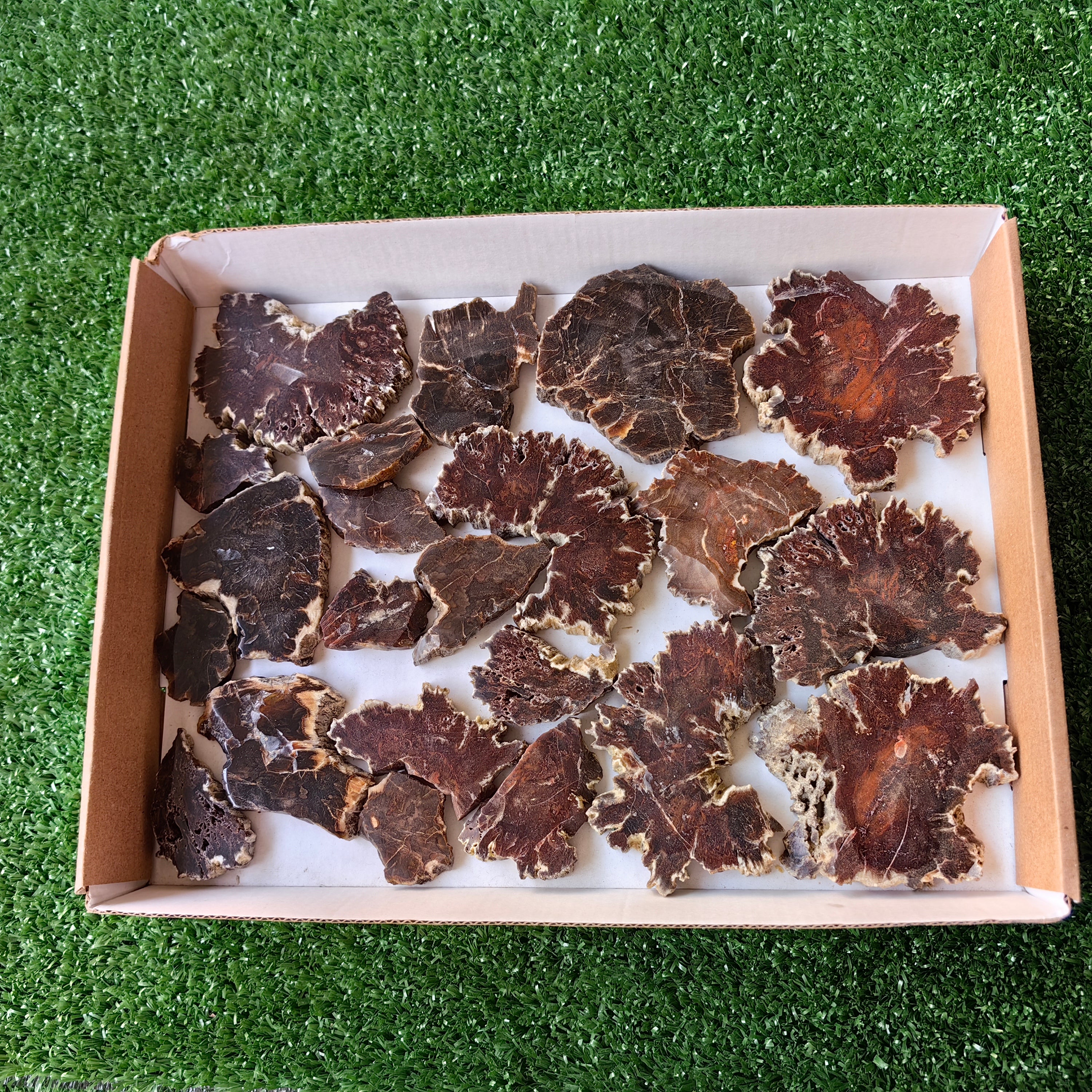 Lot 22 pcs Agatized Fossilized Wood Slices
