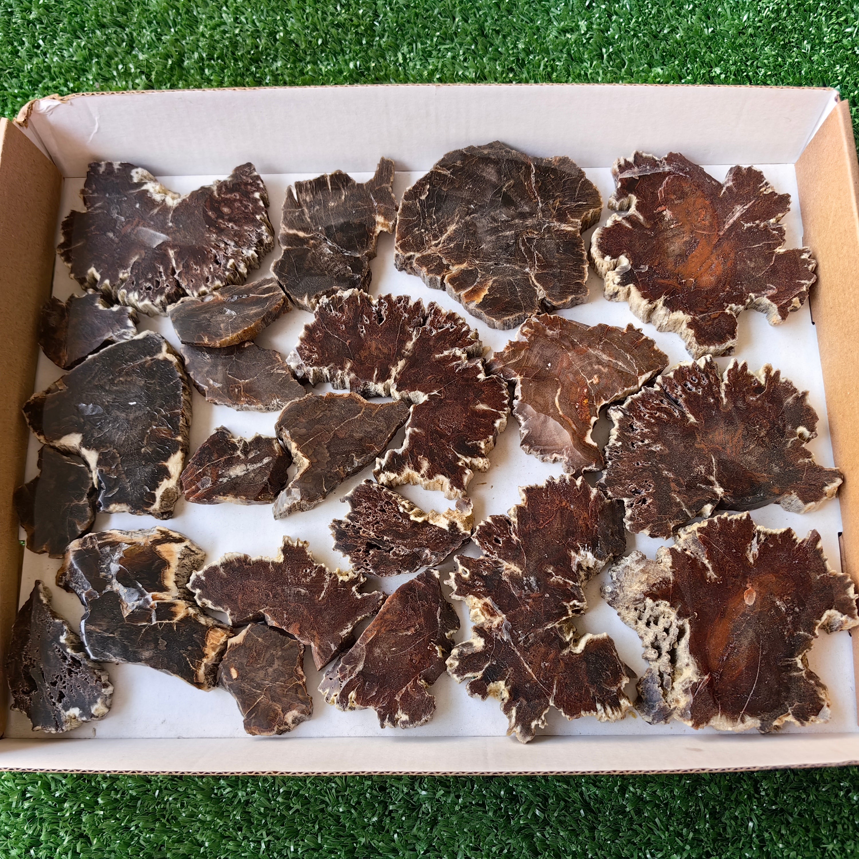 Lot 22 pcs Agatized Fossilized Wood Slices