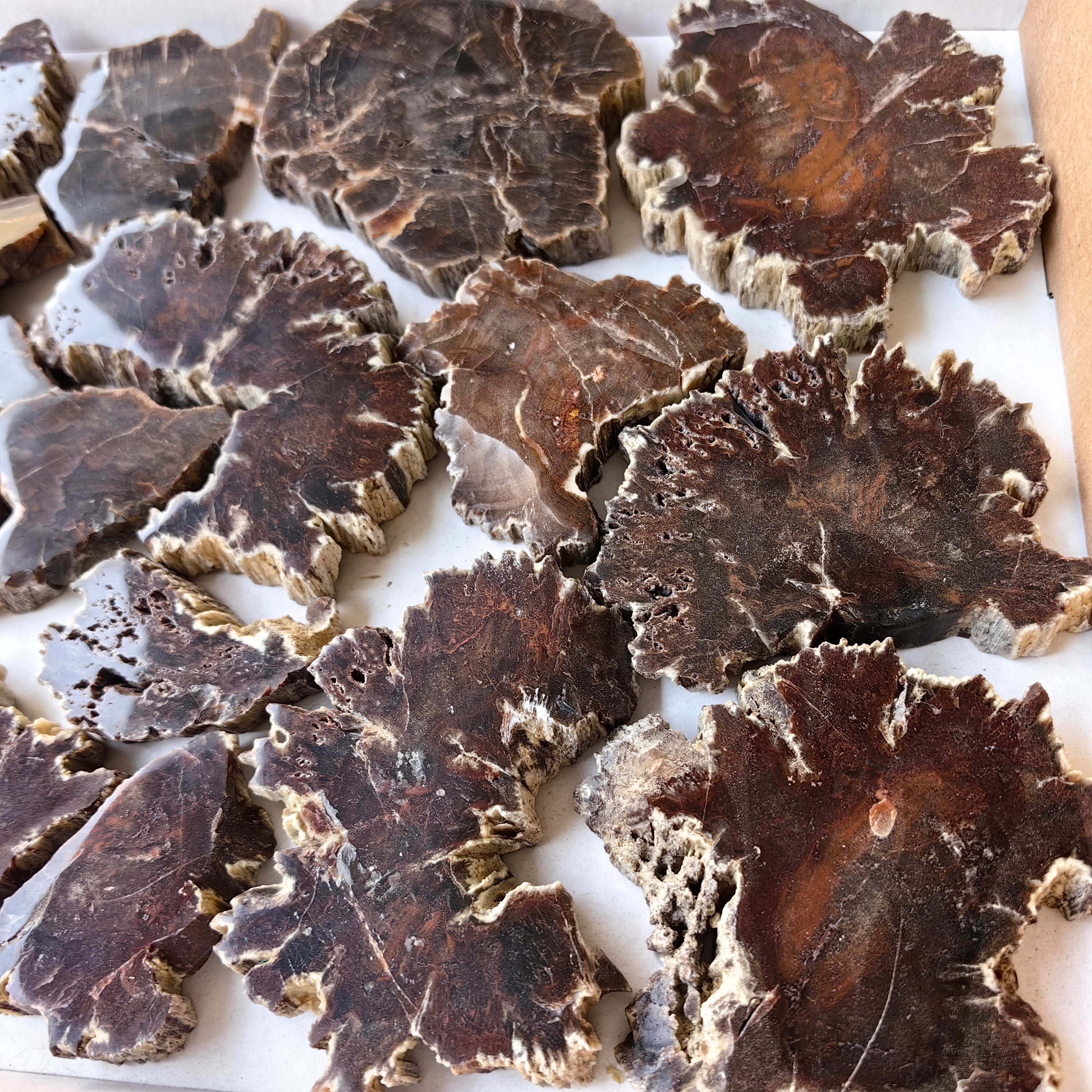 Lot 22 pcs Agatized Fossilized Wood Slices