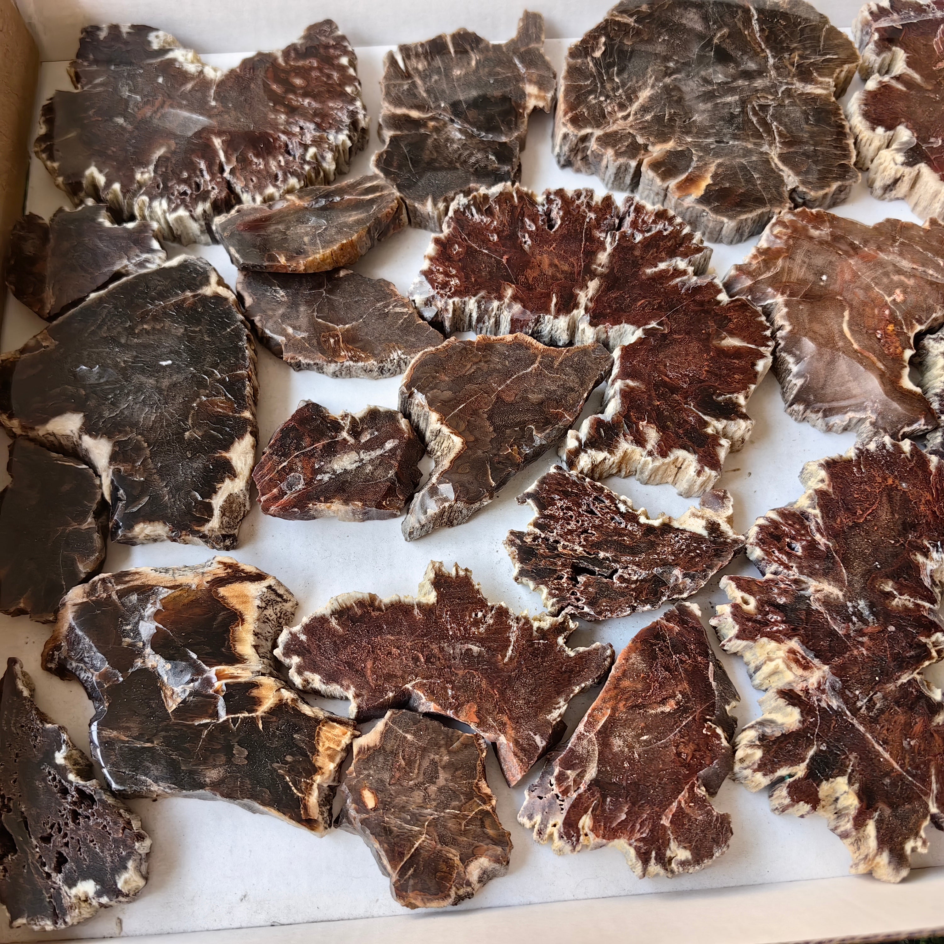 Lot 22 pcs Agatized Fossilized Wood Slices