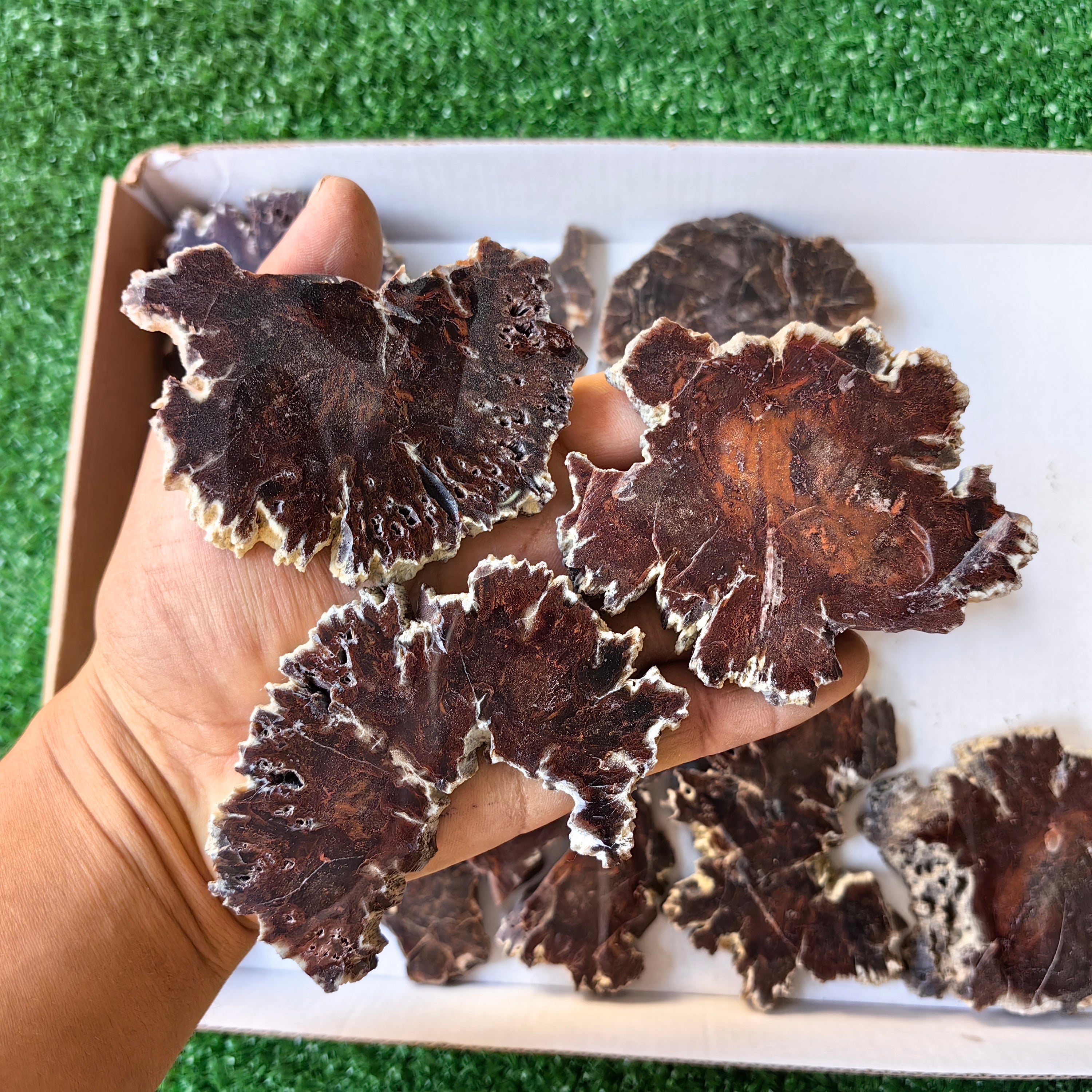 Lot 22 pcs Agatized Fossilized Wood Slices