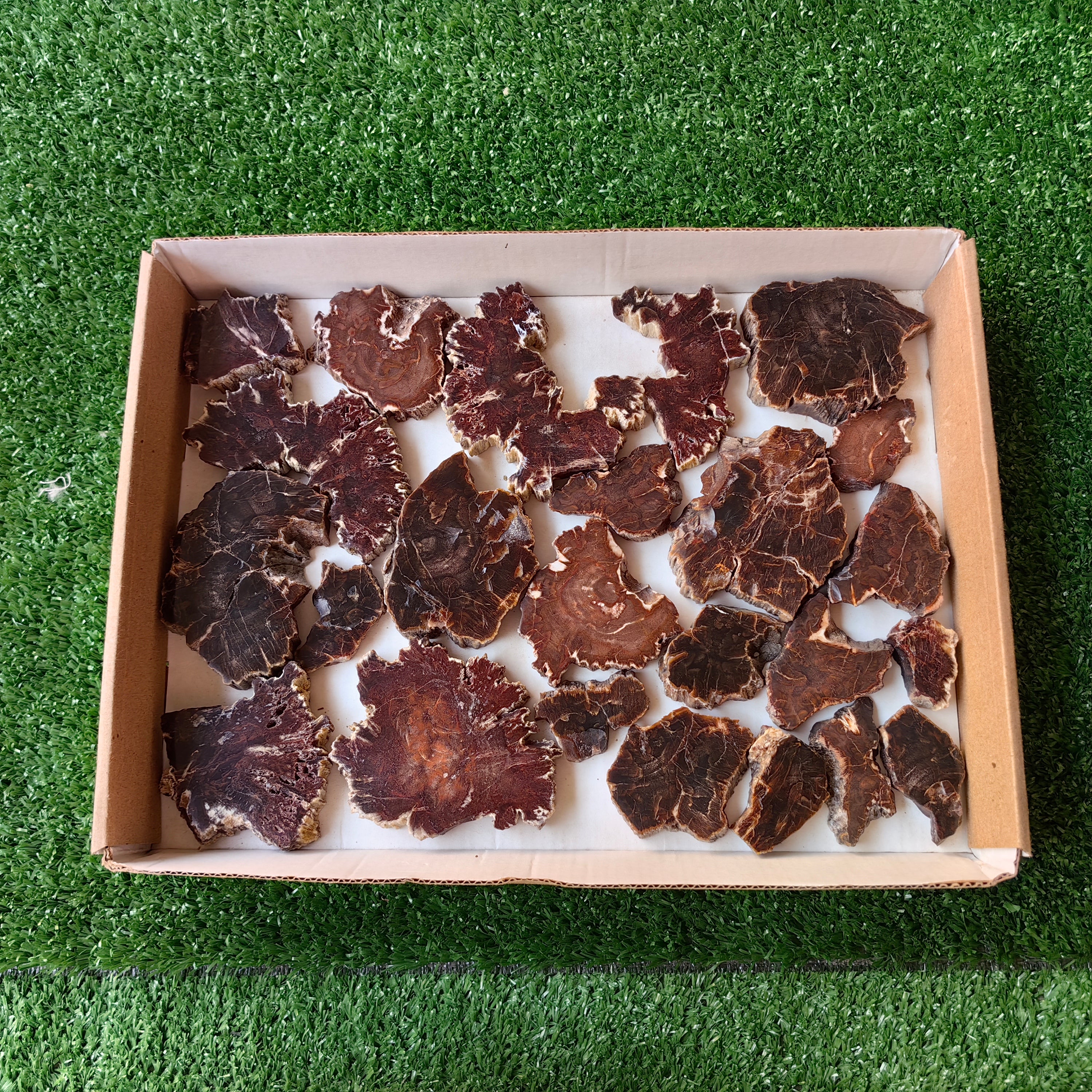 Lot 24 pcs Agatized Fossilized Wood Slices