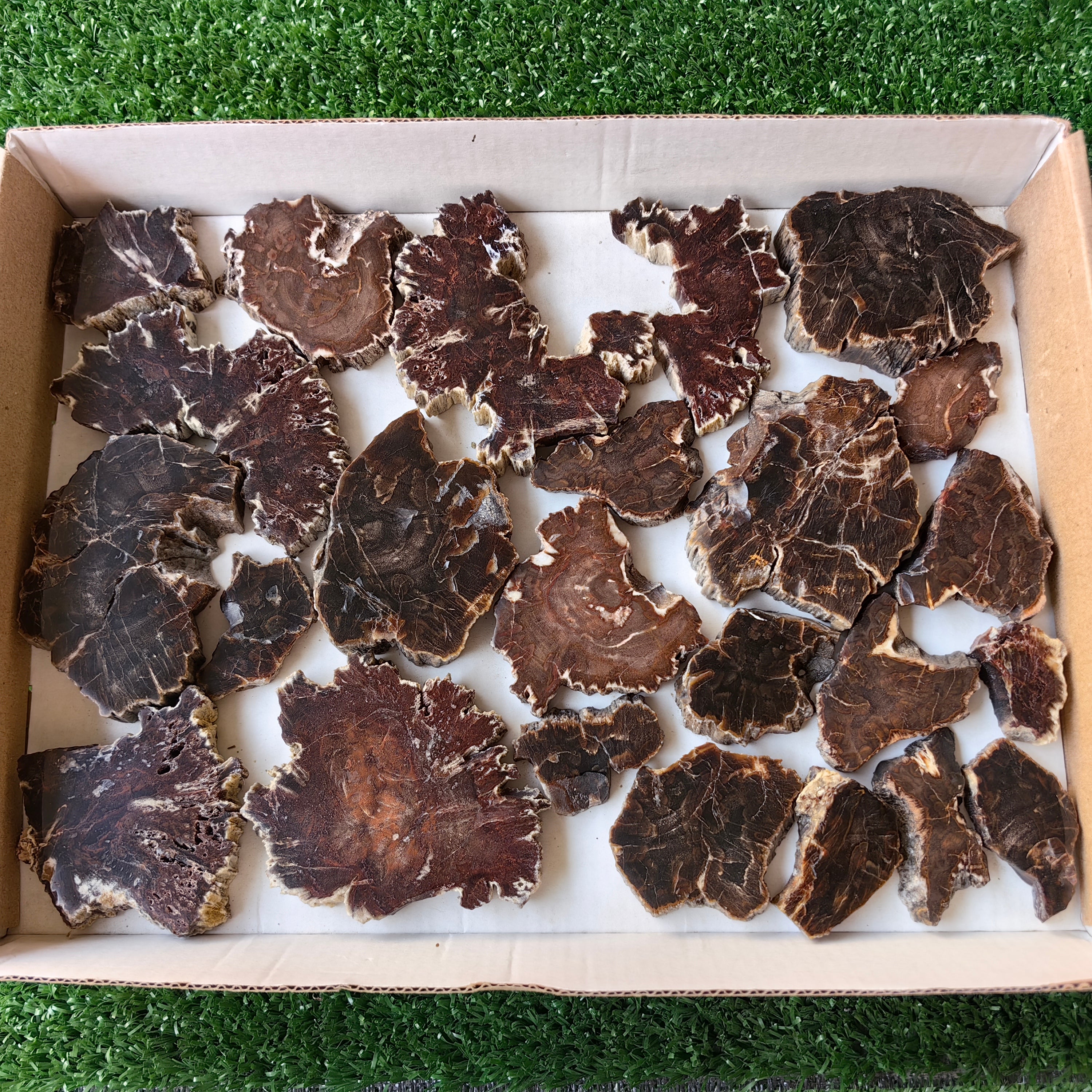 Lot 24 pcs Agatized Fossilized Wood Slices