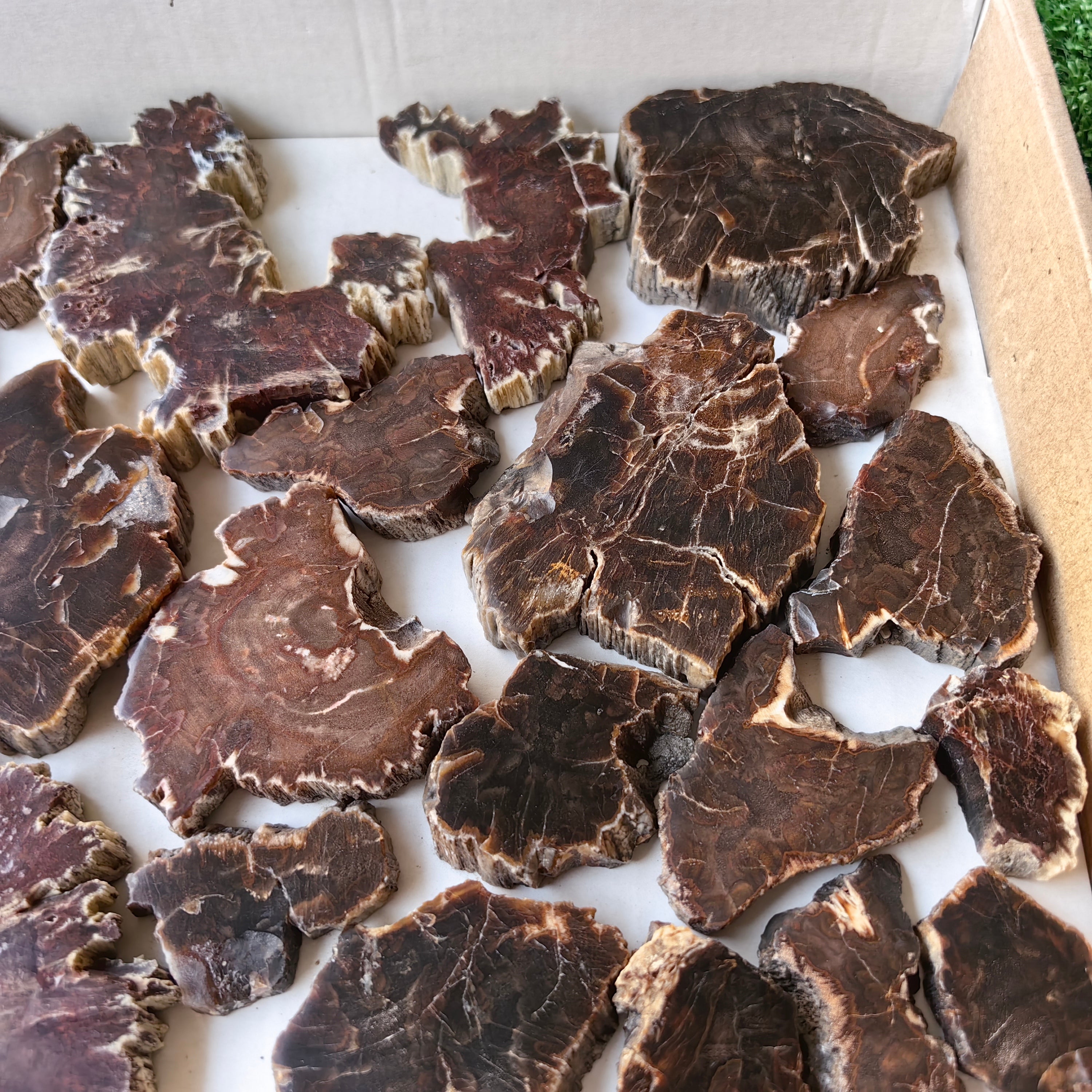 Lot 24 pcs Agatized Fossilized Wood Slices