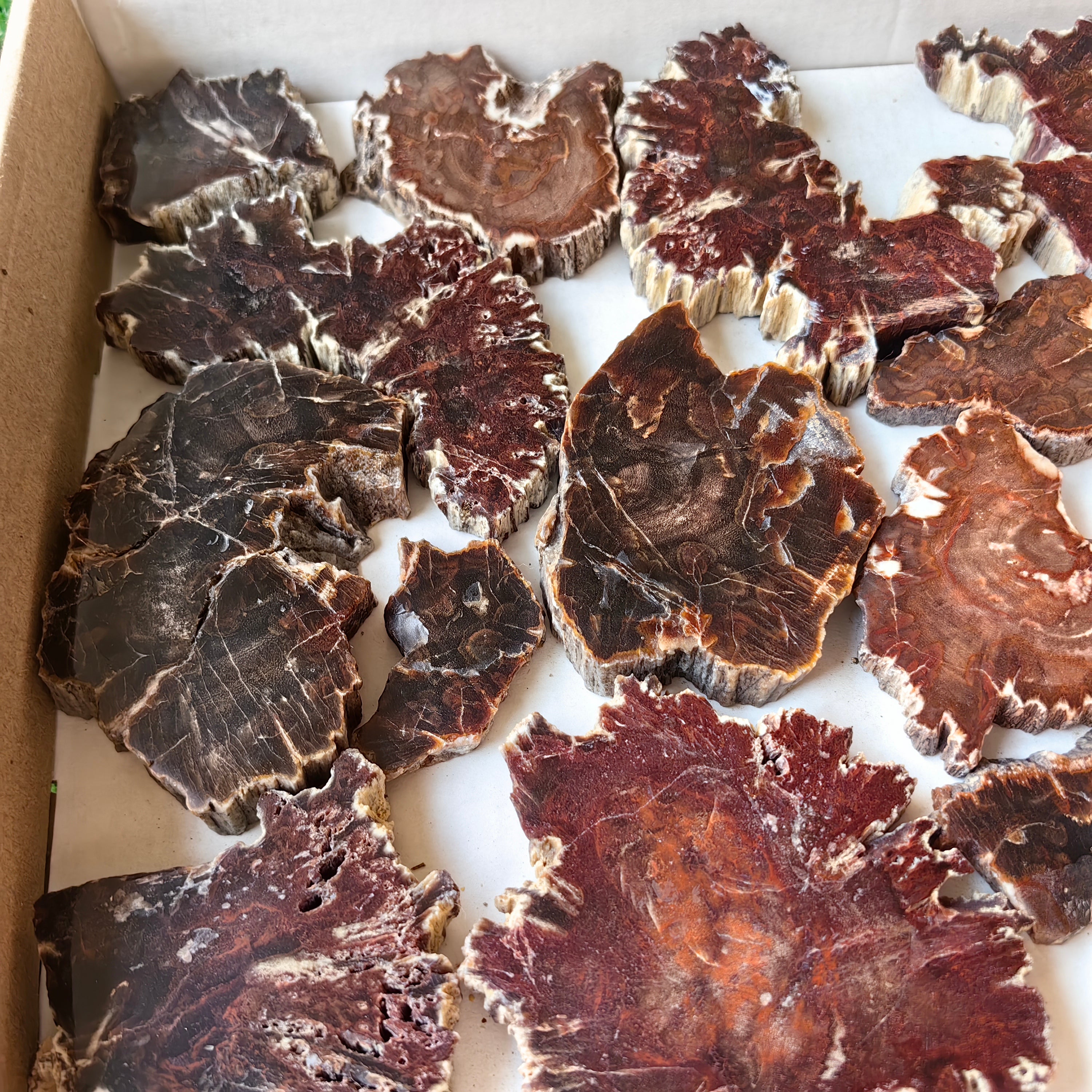 Lot 24 pcs Agatized Fossilized Wood Slices