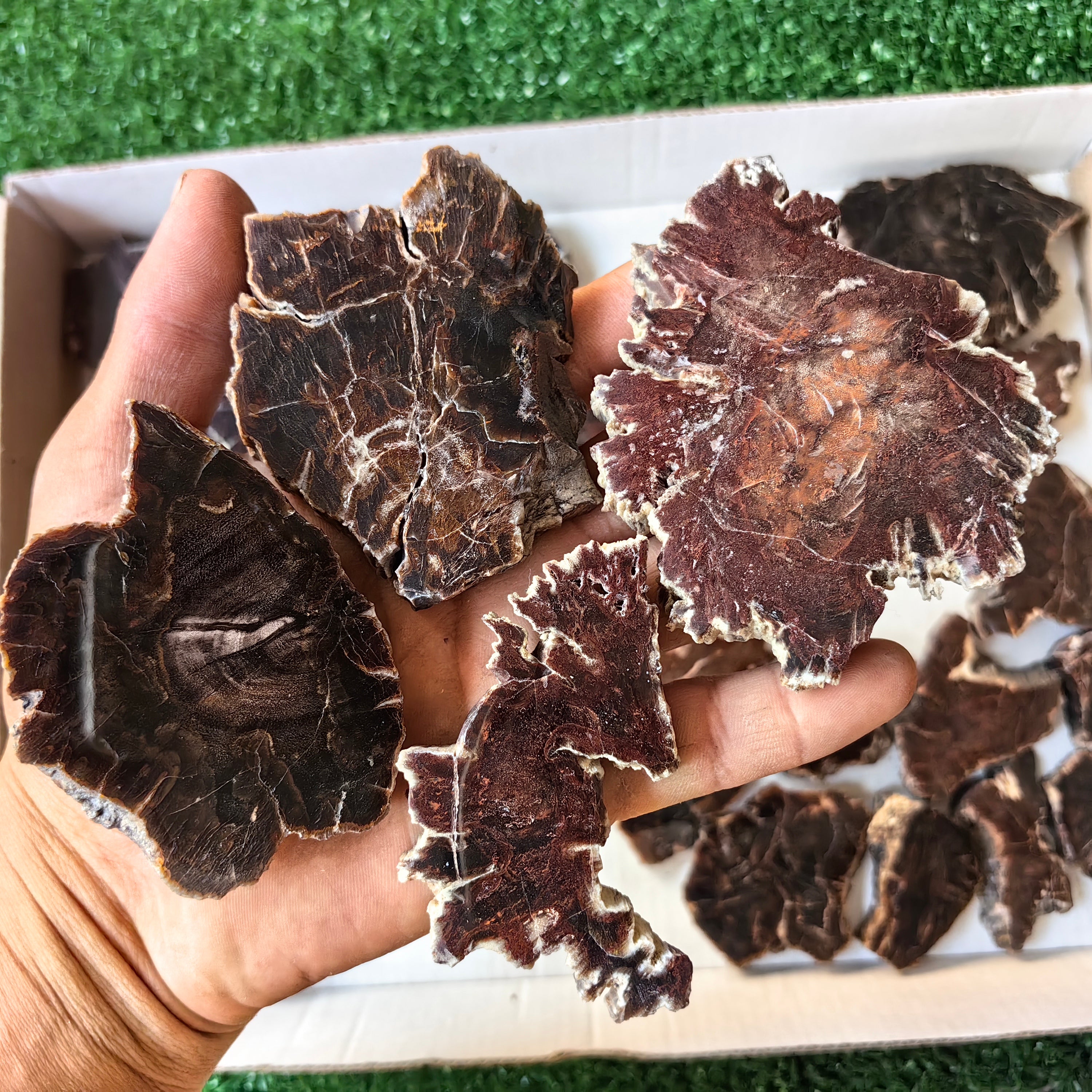 Lot 24 pcs Agatized Fossilized Wood Slices