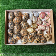 30 pcs mixted palms