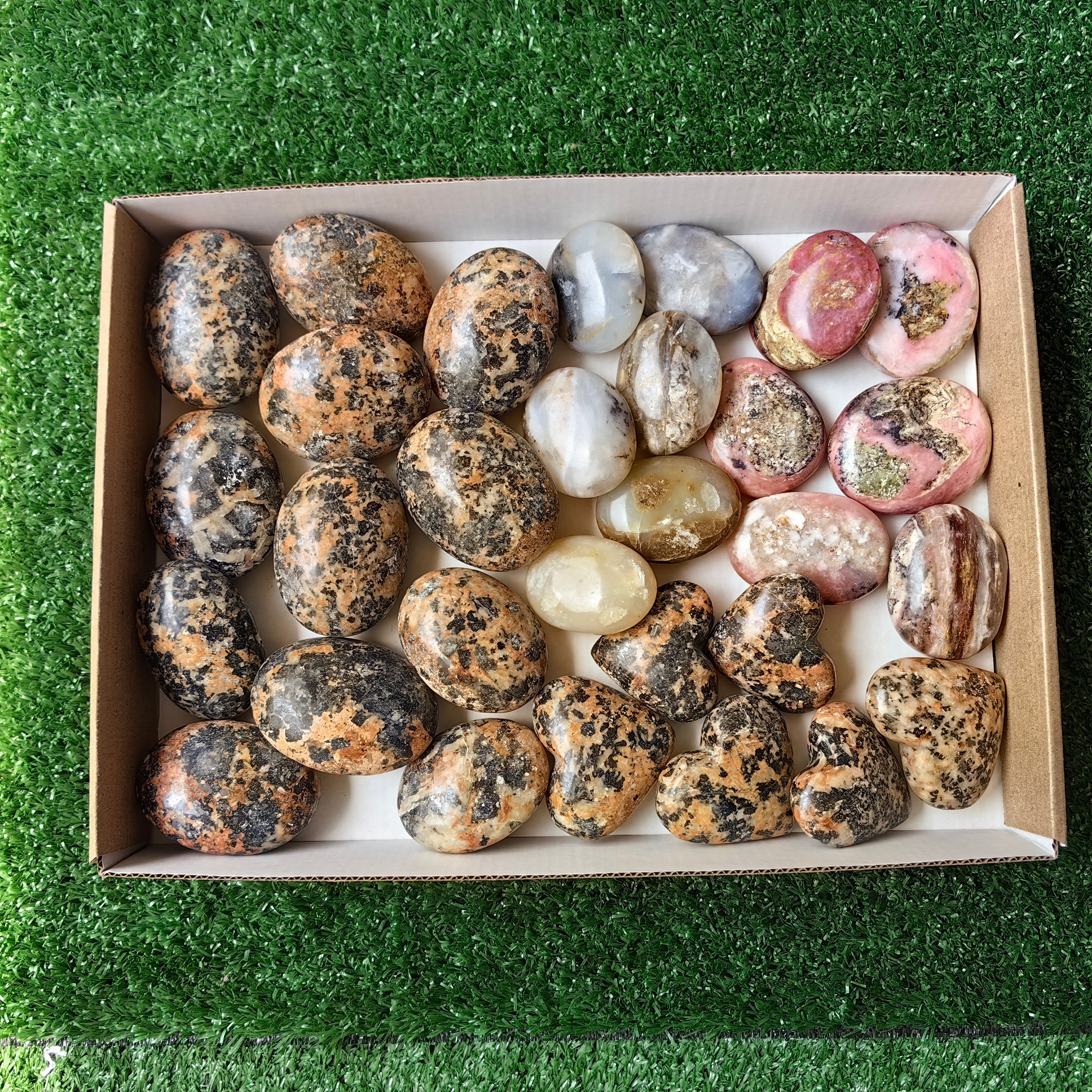 30 pcs mixted palms