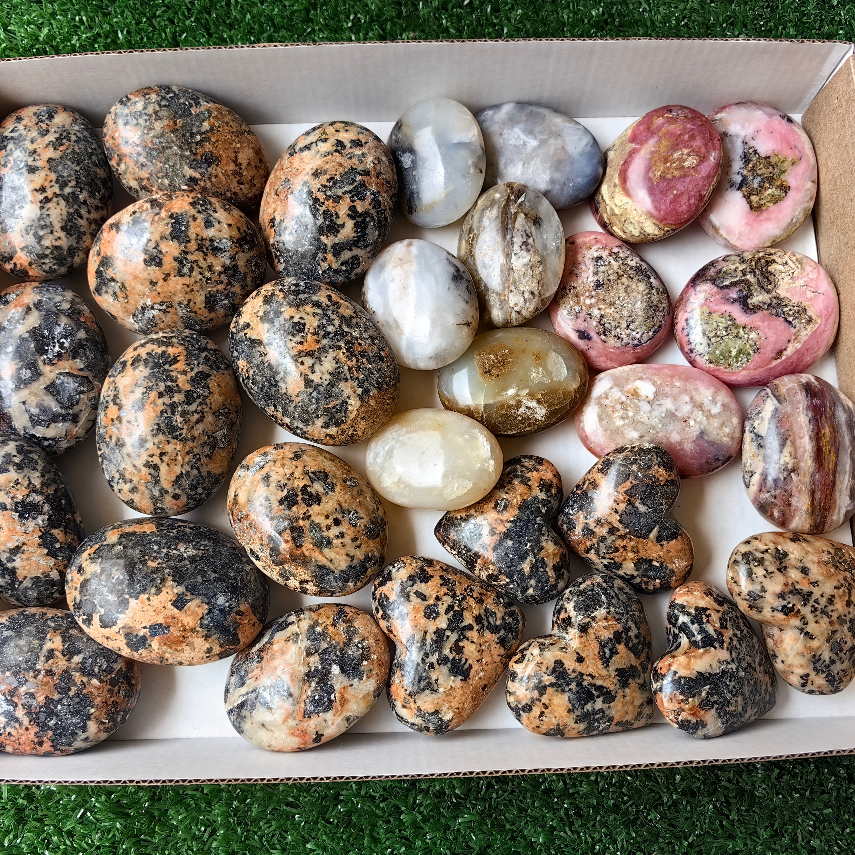30 pcs mixted palms