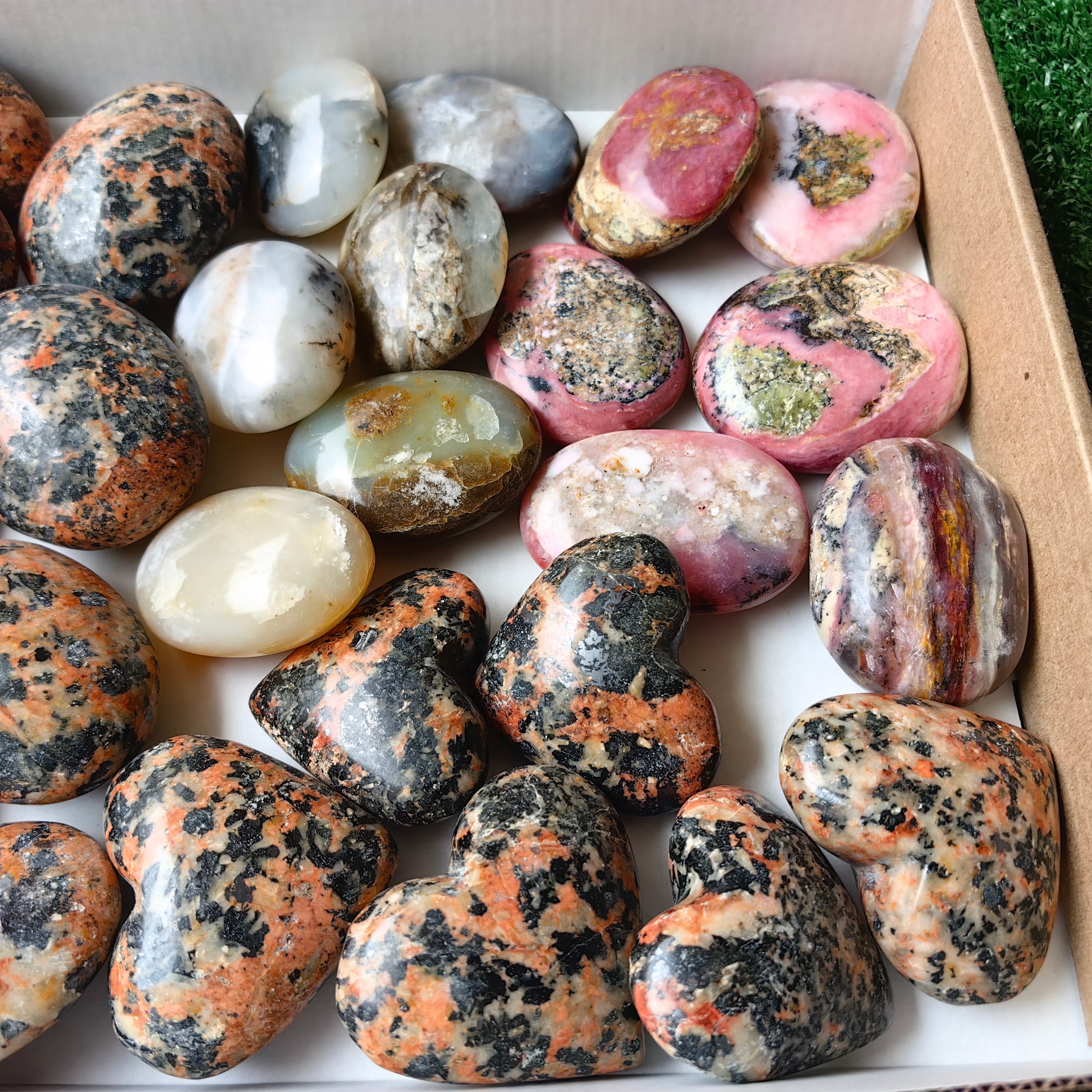 30 pcs mixted palms