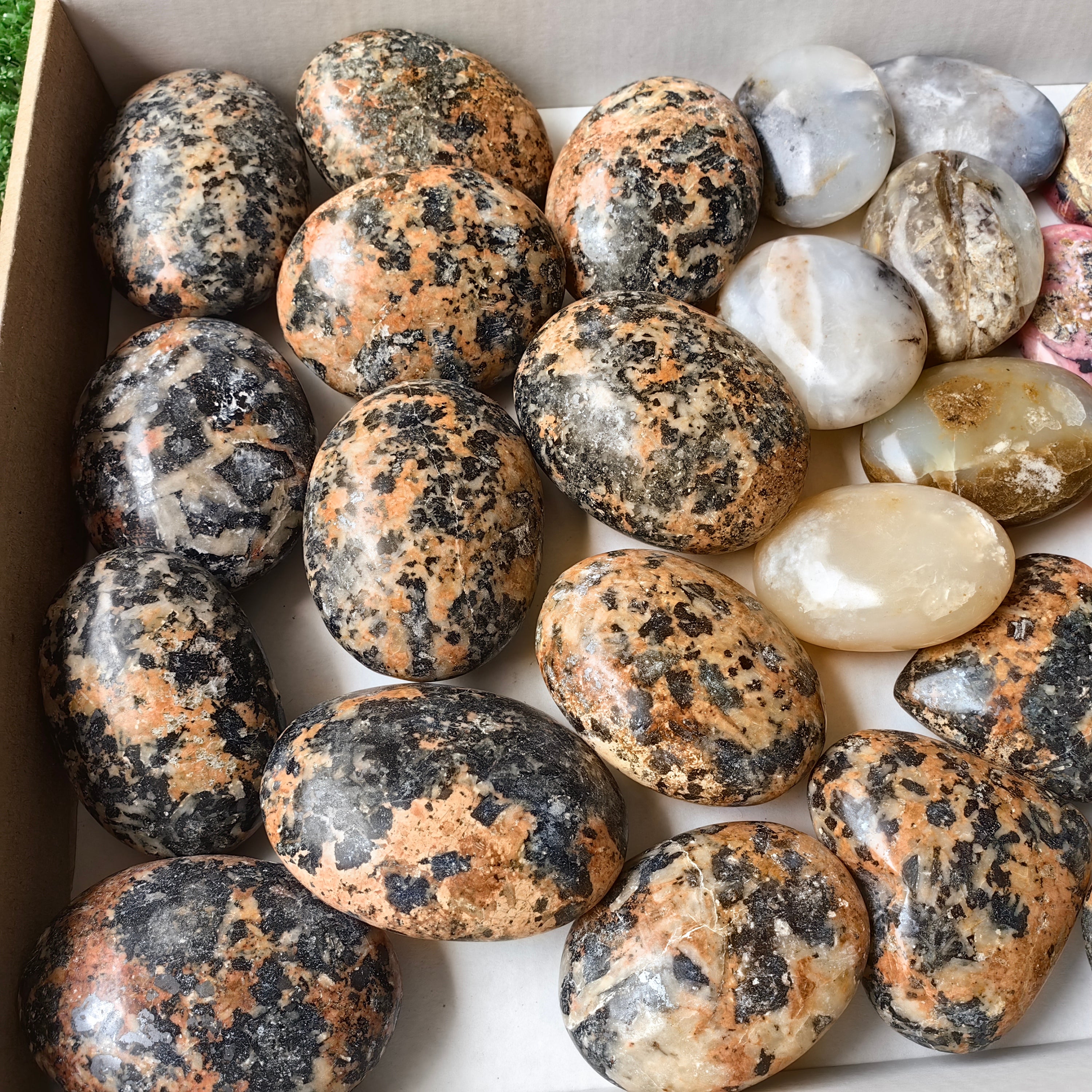 30 pcs mixted palms