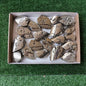 20 pc pyrite flames