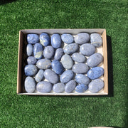 31 pc dumortorite palms