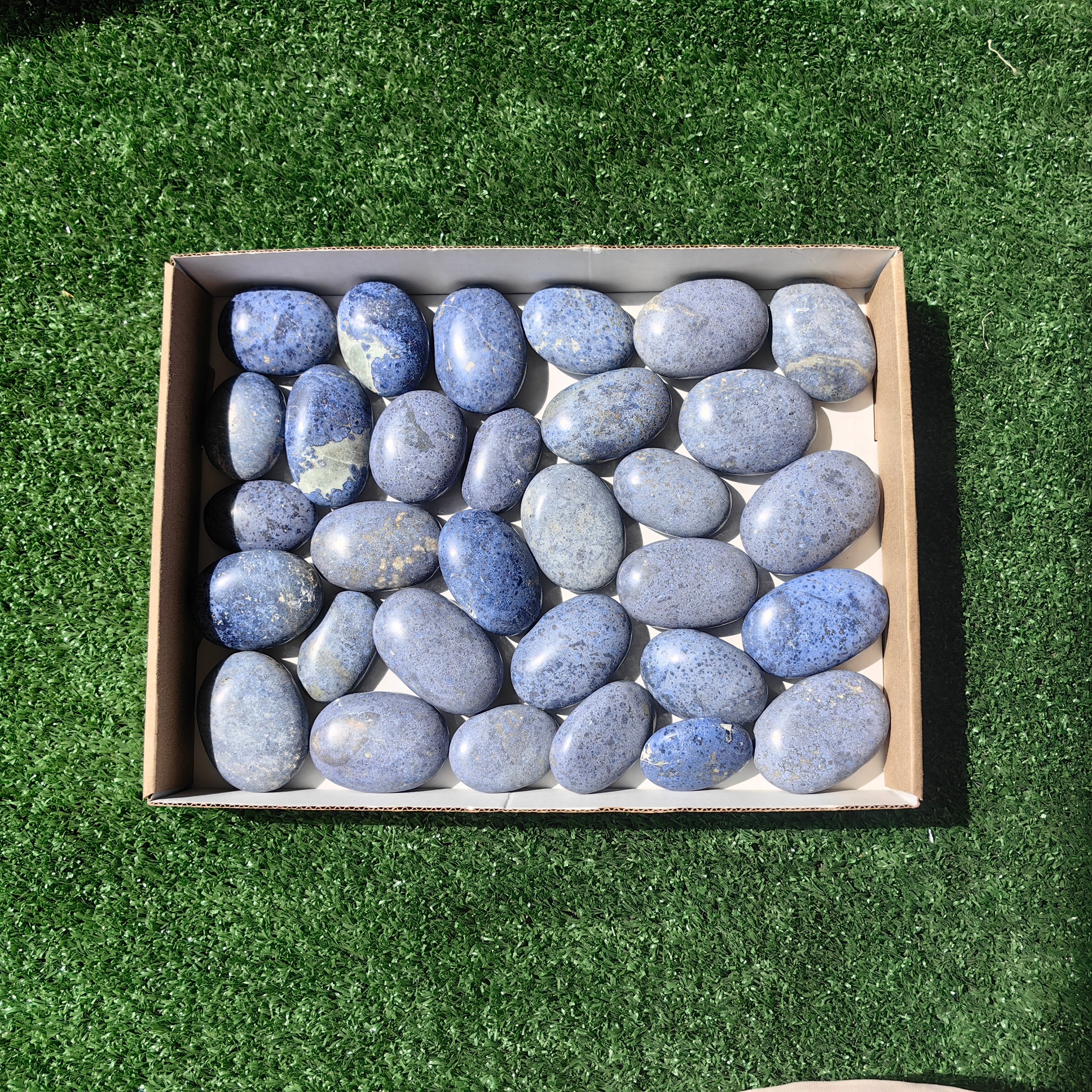 31 pc dumortorite palms