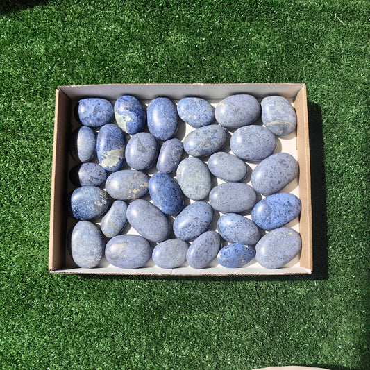 31 pc dumortorite palms