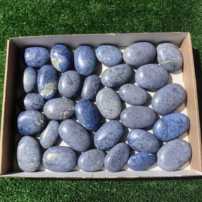 31 pc dumortorite palms