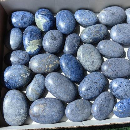 31 pc dumortorite palms