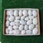 31 pc mangano calcite palms