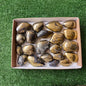21 pc chalcopyrite with covellite free forms