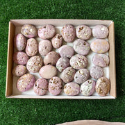29 pc phosphosiderite drusy palms