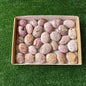 29 pc phosphosiderite drusy palms