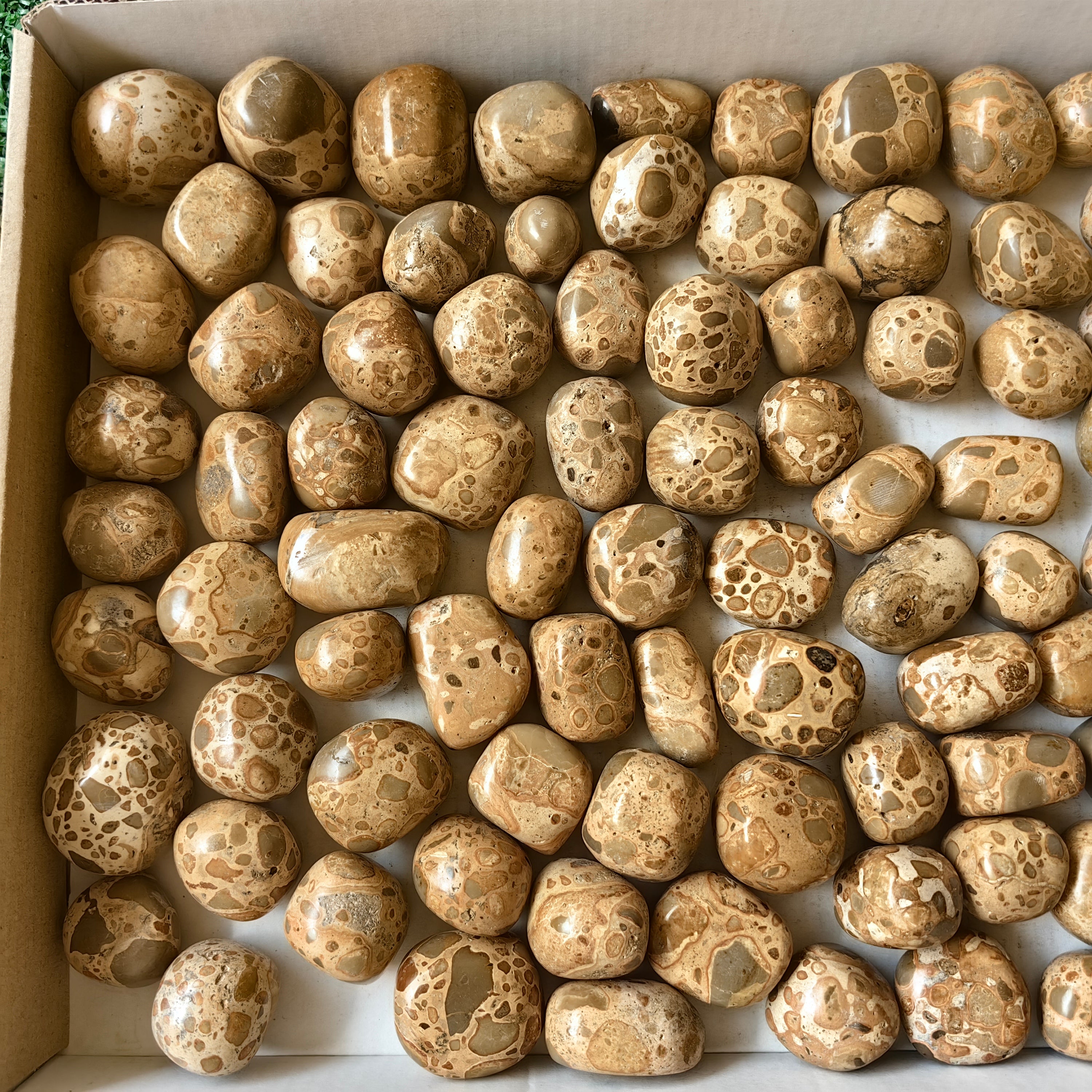 Lot 2 kg Leopardite Tumbled