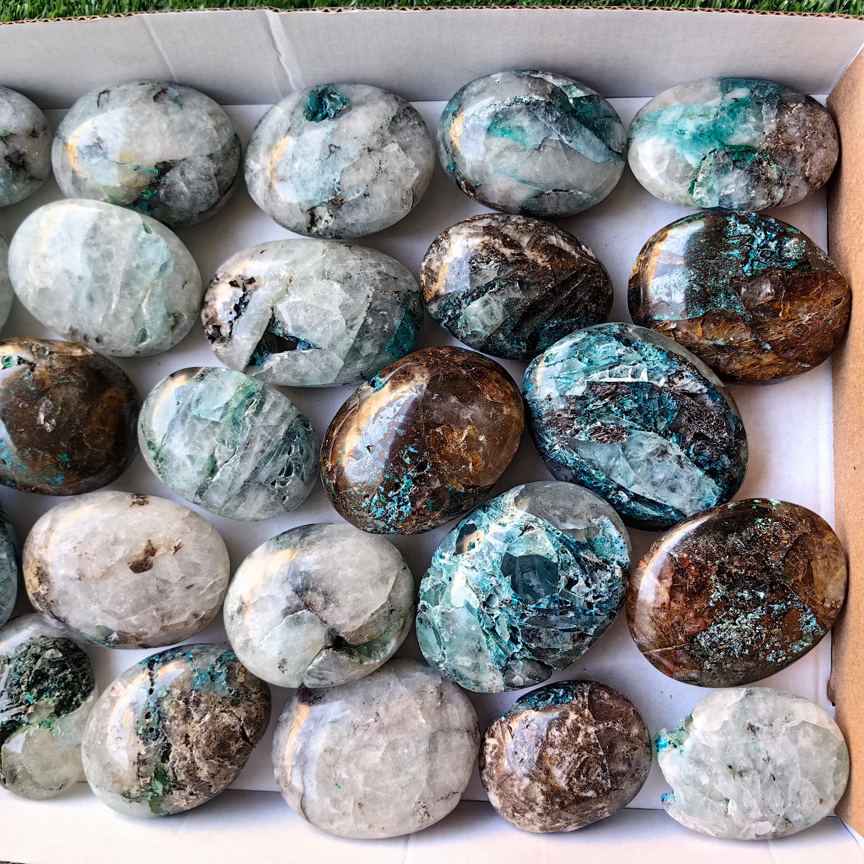 Lot 25 pcs Quantum Quattro Palm