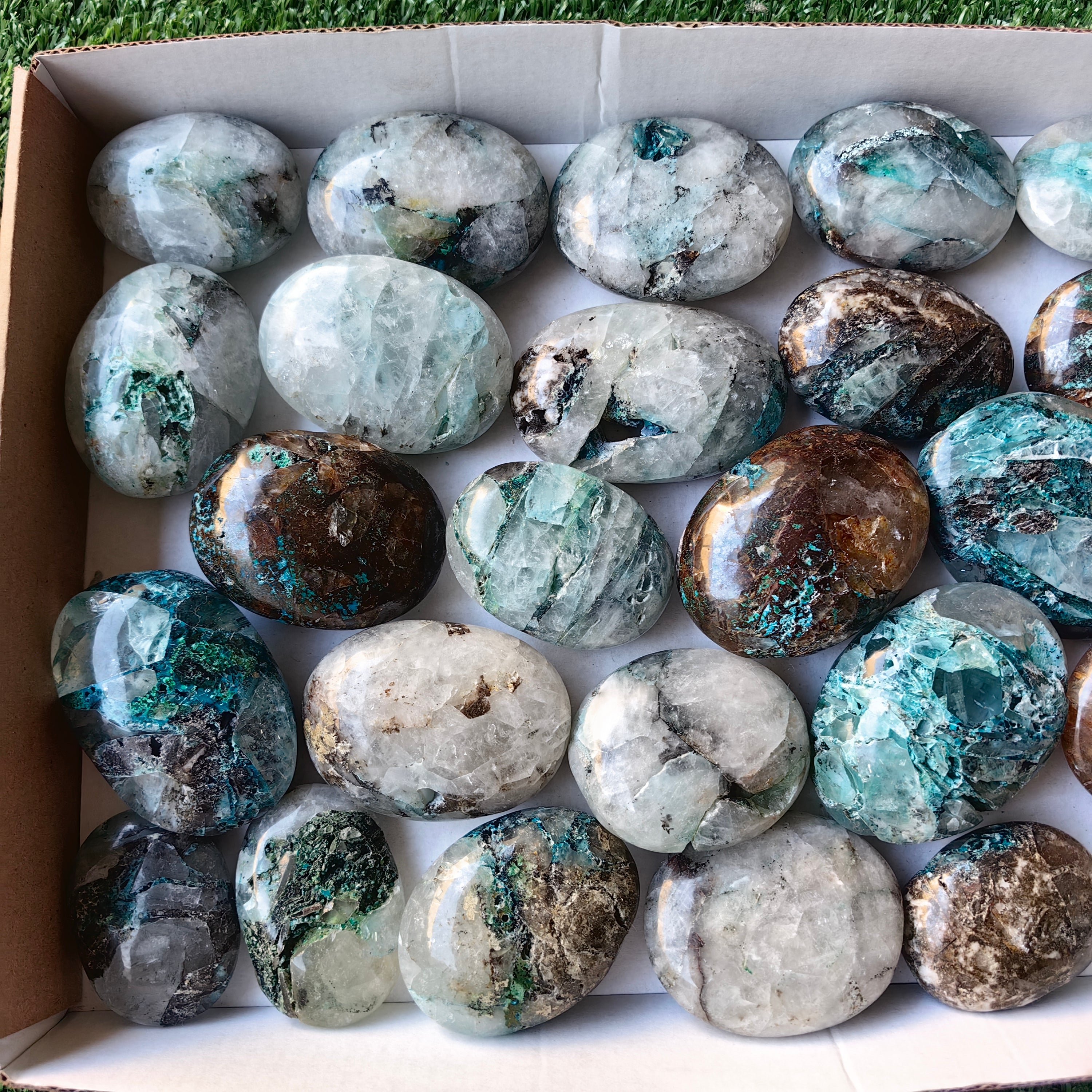 Lot 25 pcs Quantum Quattro Palm