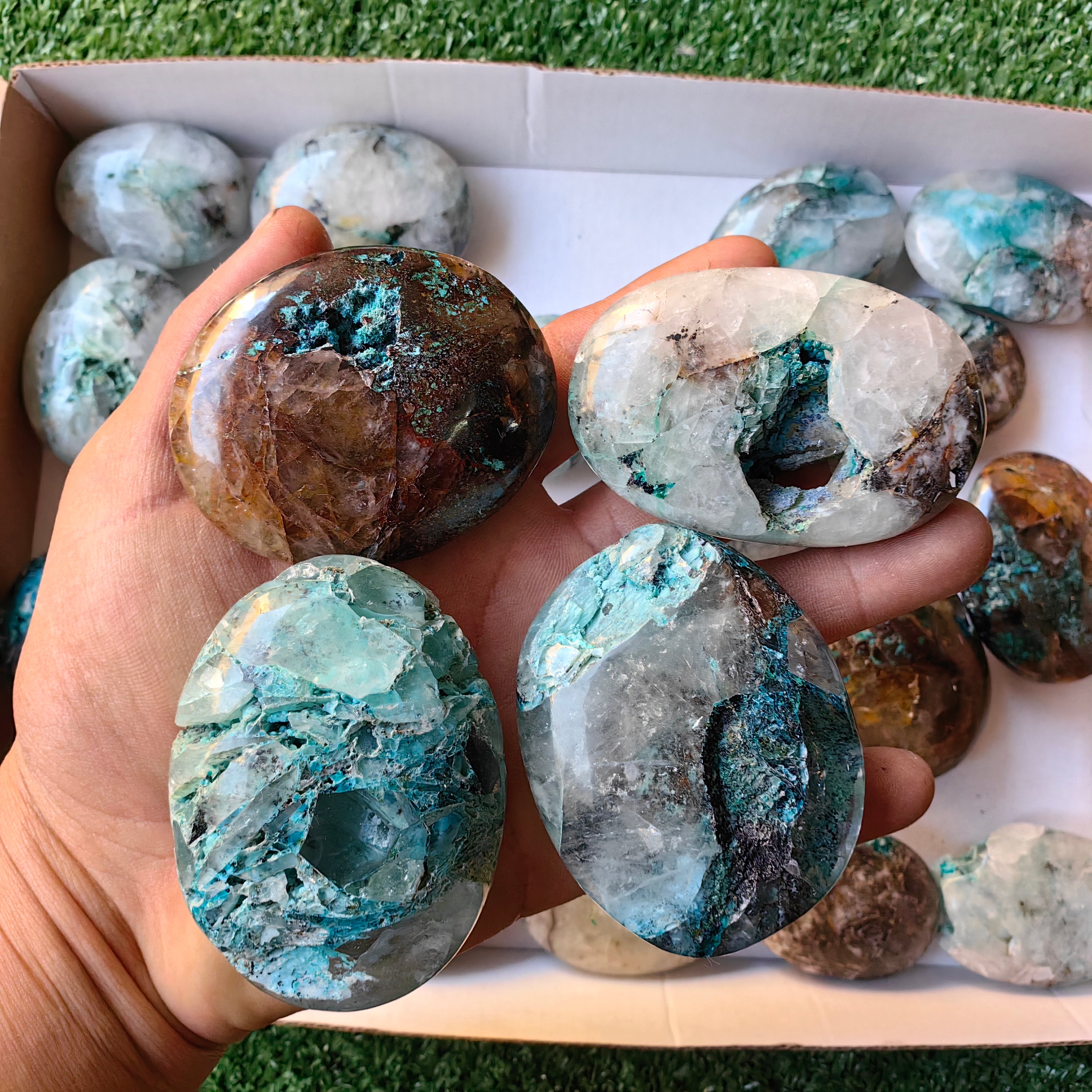 Lot 25 pcs Quantum Quattro Palm