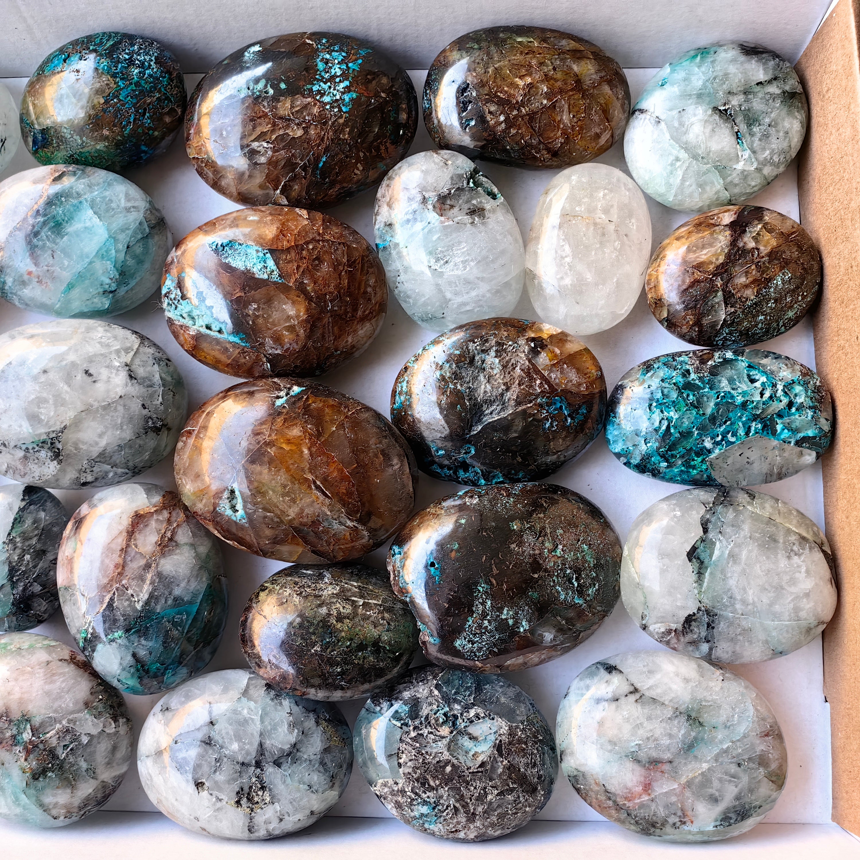 Lot 27 pcs Quantum Quattro Palm