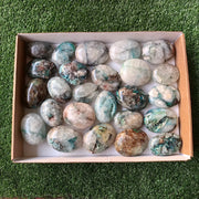 Lot 25 pcs Quantum Quattro Palm
