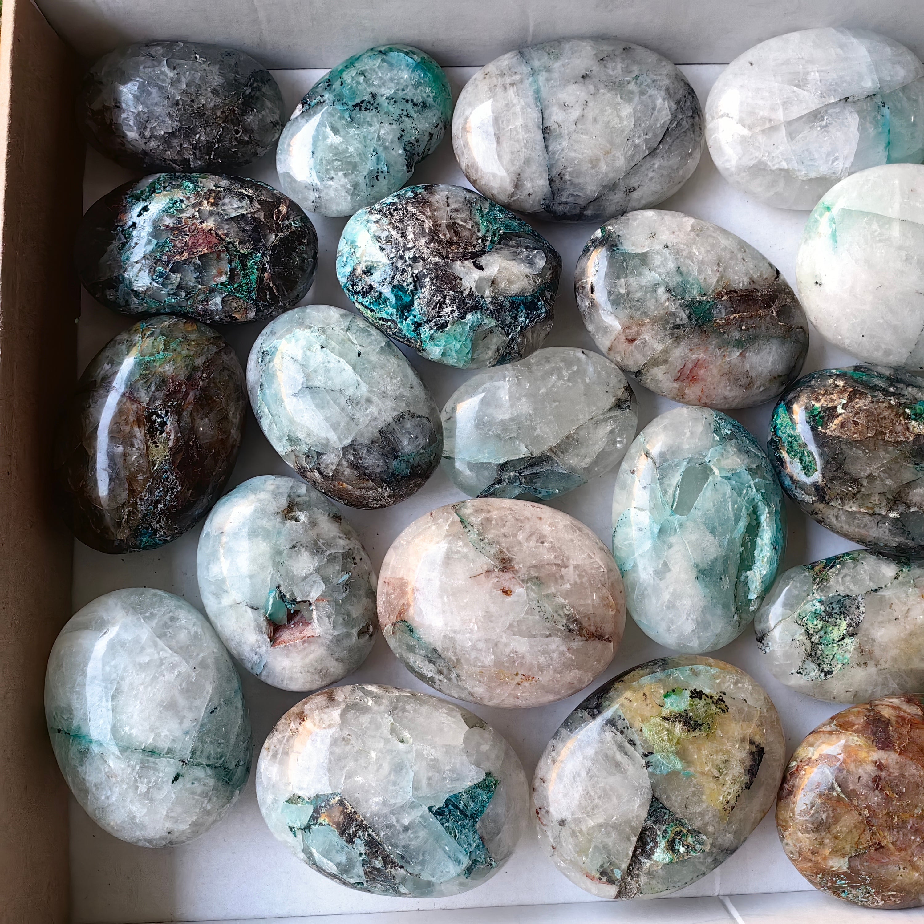 Lot 25 pcs Quantum Quattro Palm