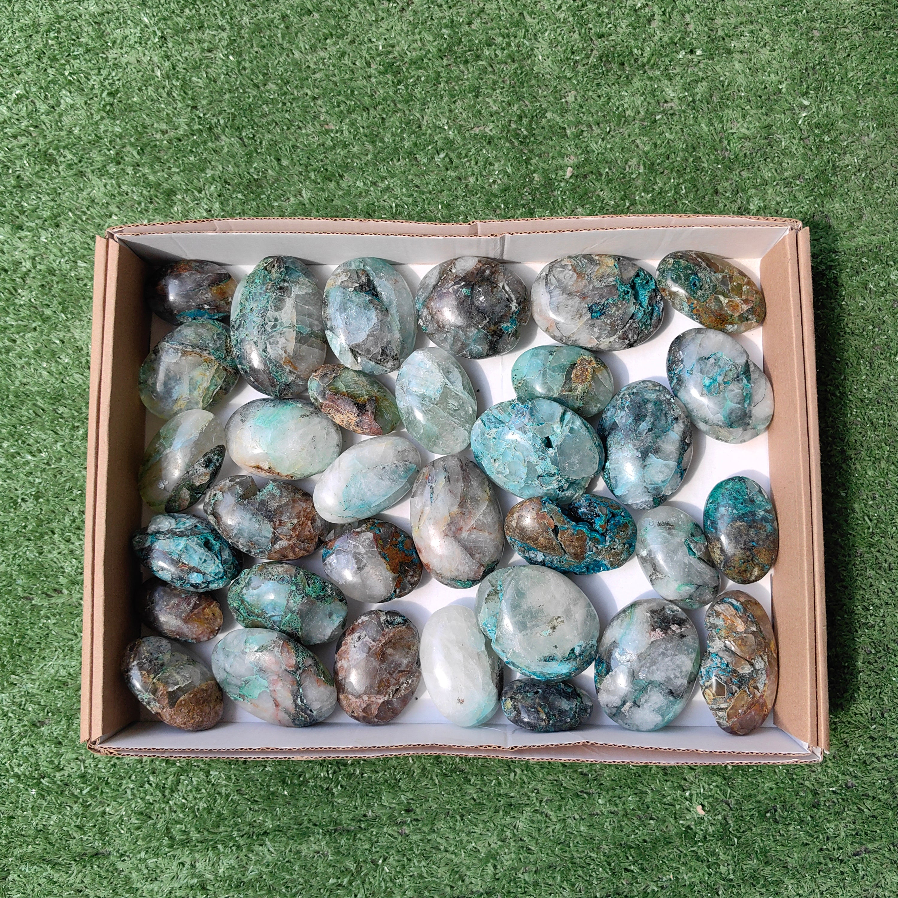 Lot 33 pcs Quamtun quattro palm