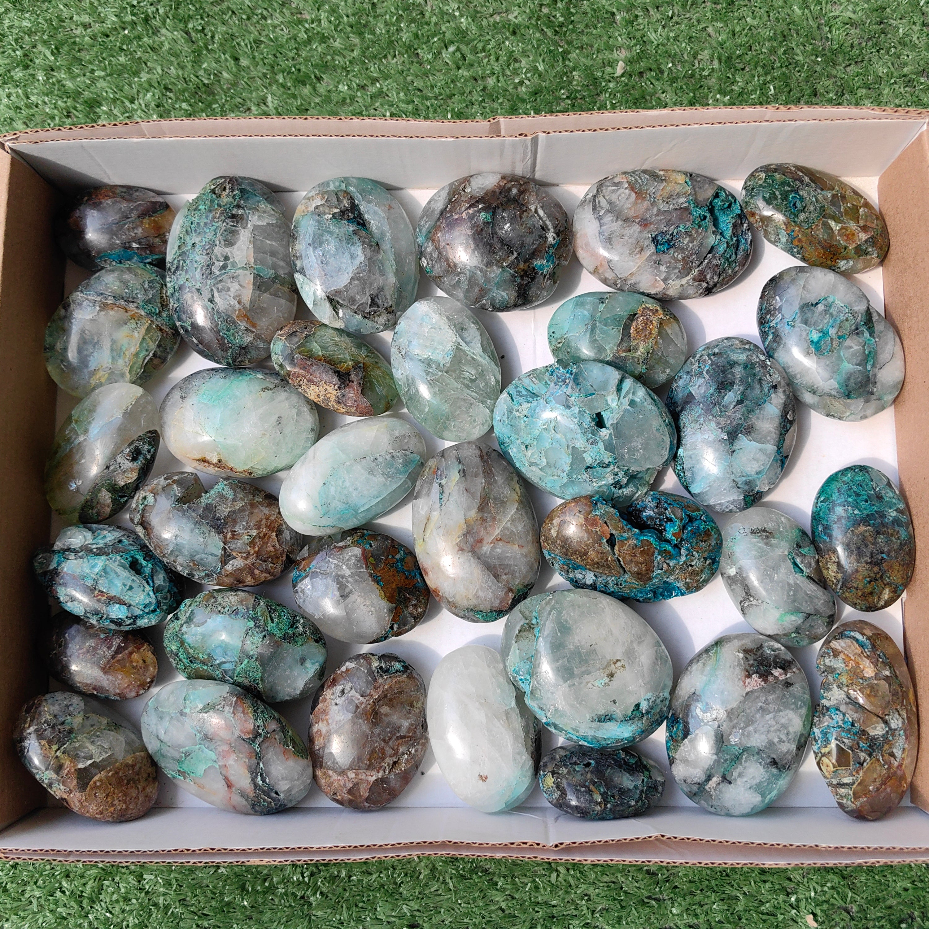 Lot 33 pcs Quamtun quattro palm