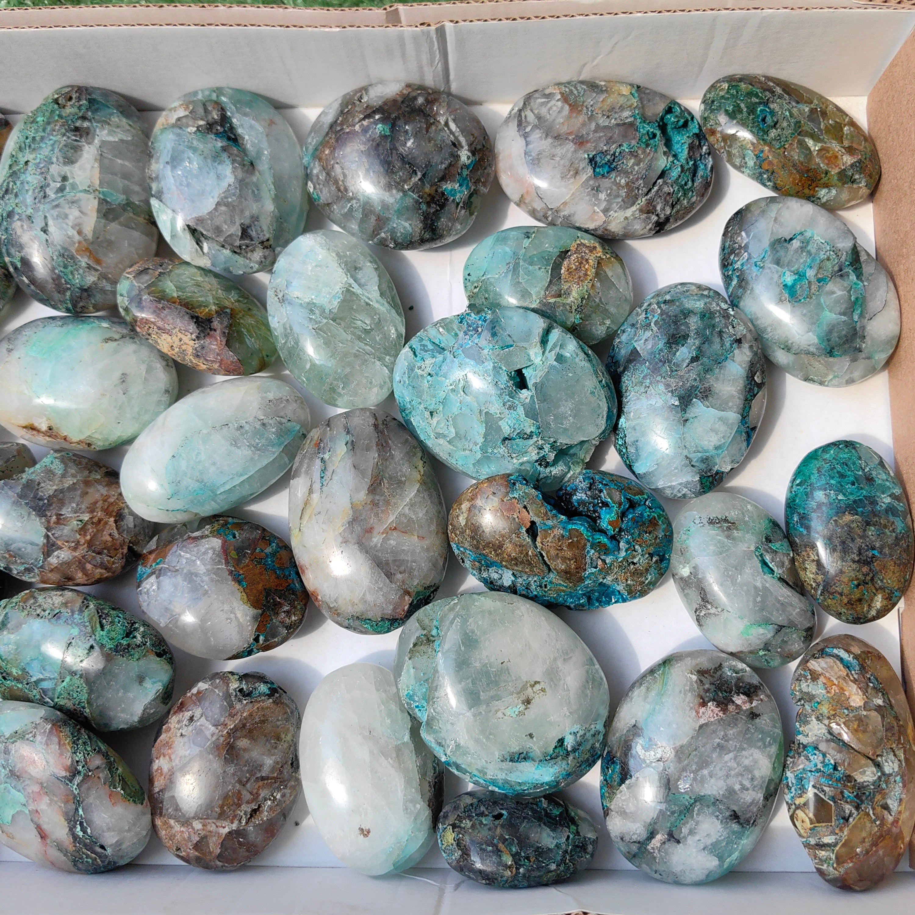 Lot 33 pcs Quamtun quattro palm